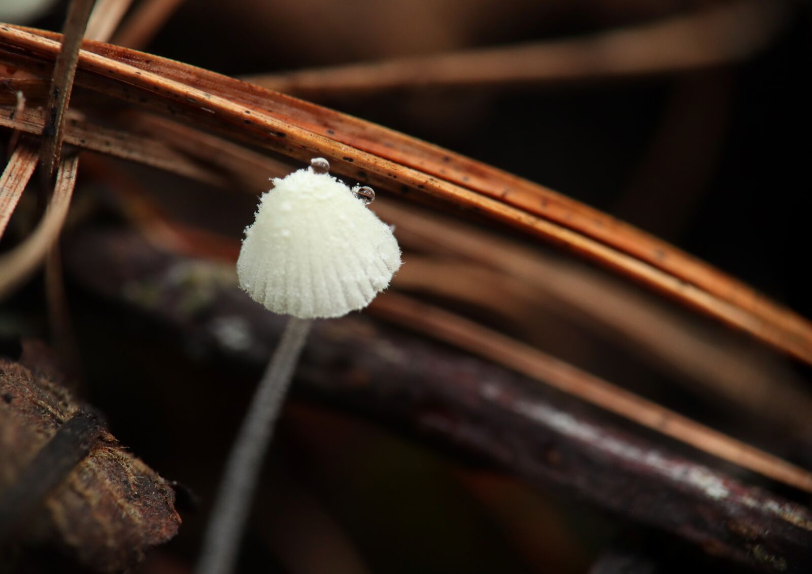 Canon EOS M50 (EOS Kiss M) sample photo. Mushrooms, fungi, fungi are photography