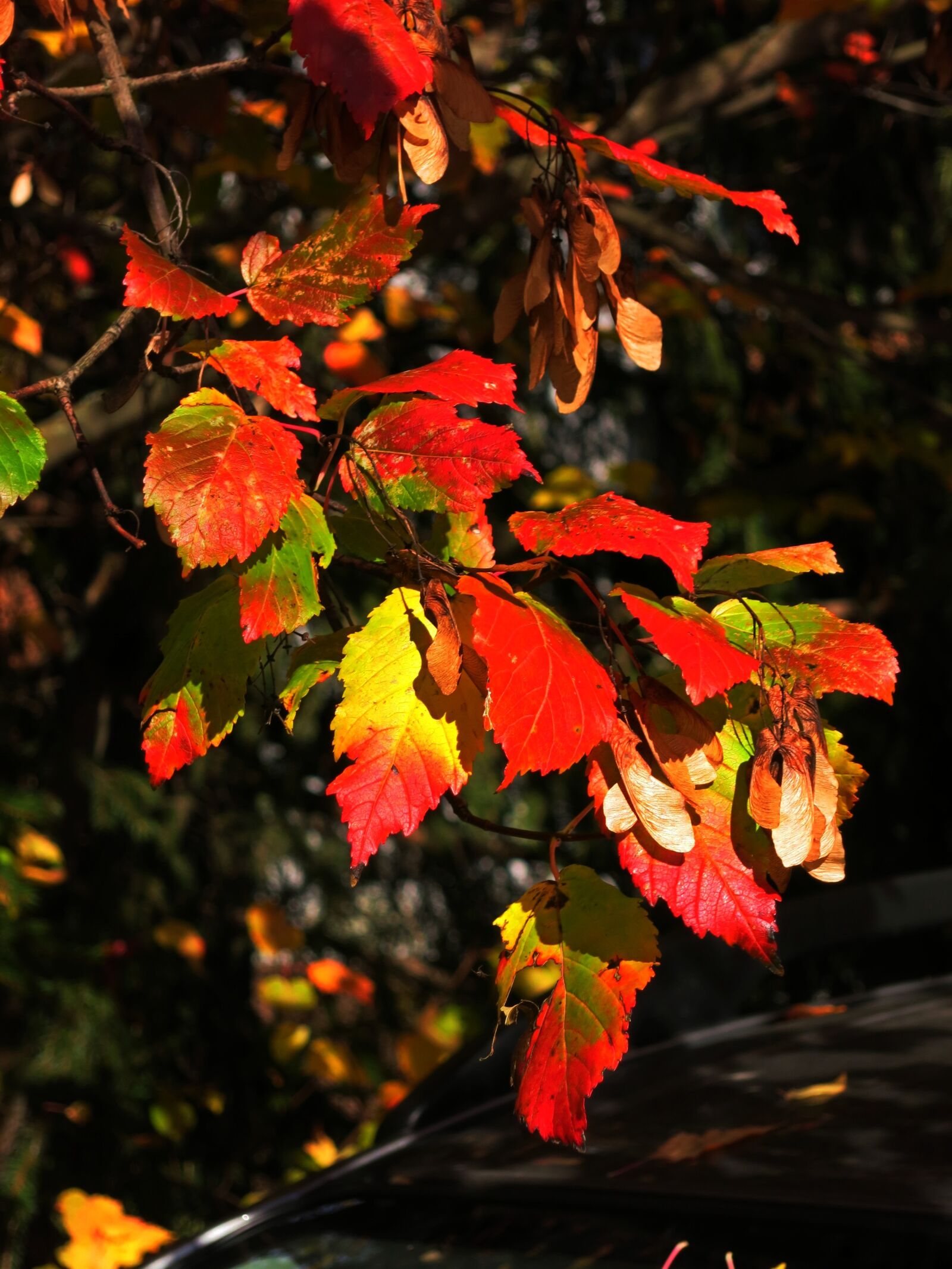 Canon PowerShot S110 sample photo. Leaves, fall, autumn photography