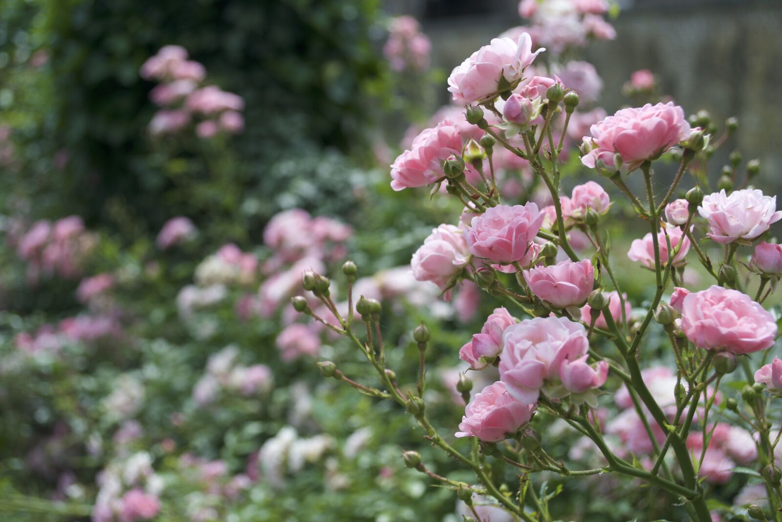 Nikon D3100 sample photo. Pink, rose, flowers photography