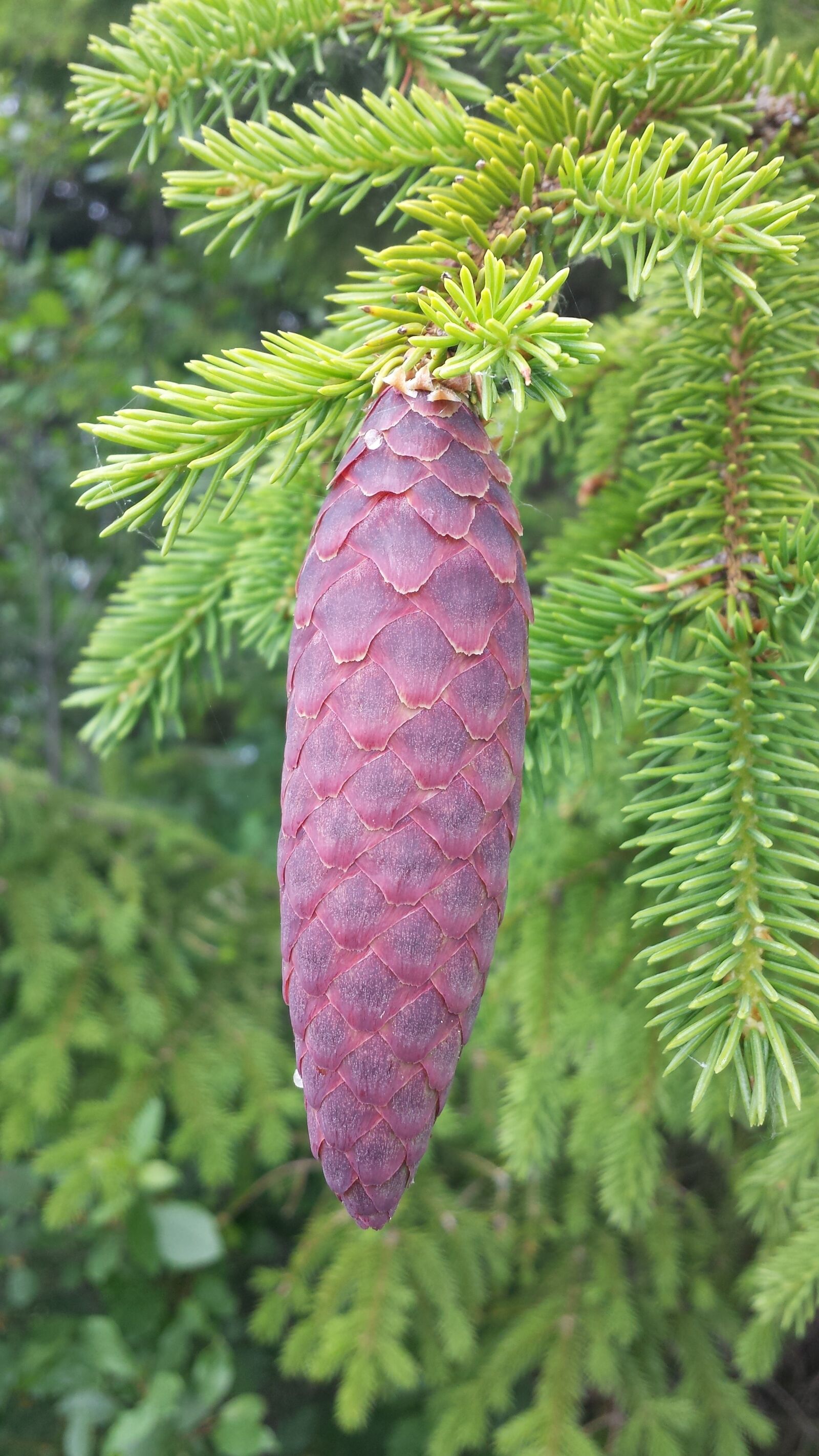 Samsung Galaxy S4 sample photo. Cone, gran, forest photography
