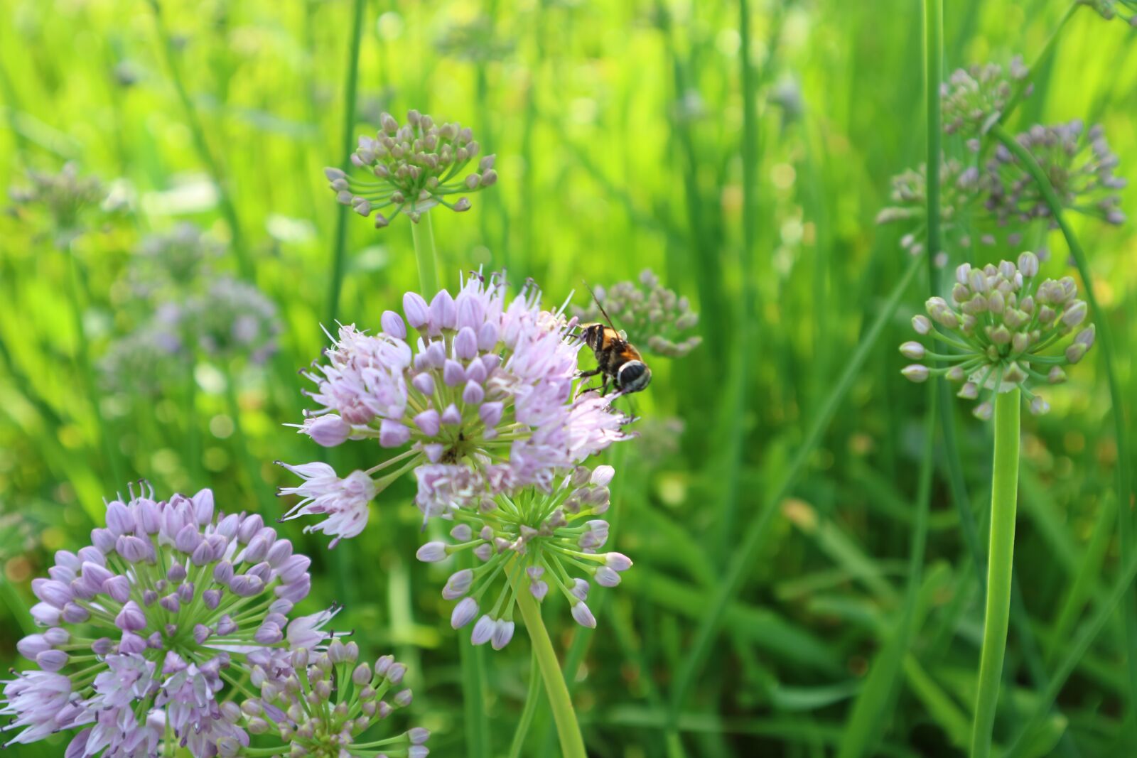 Canon EOS M3 + Canon EF-M 15-45mm F3.5-6.3 IS STM sample photo. Nature, plants, flowers photography