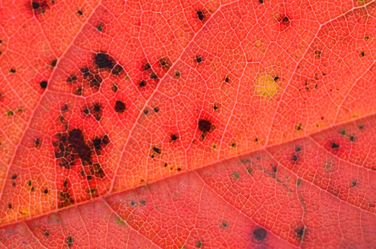Nikon D5100 sample photo. Leaf, autumn, leaves photography