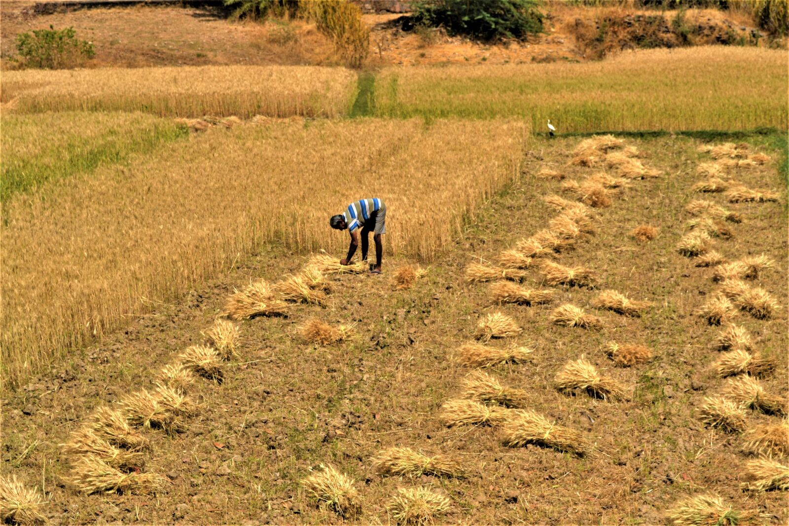 Nikon D3100 sample photo. India, village, rajasthan photography