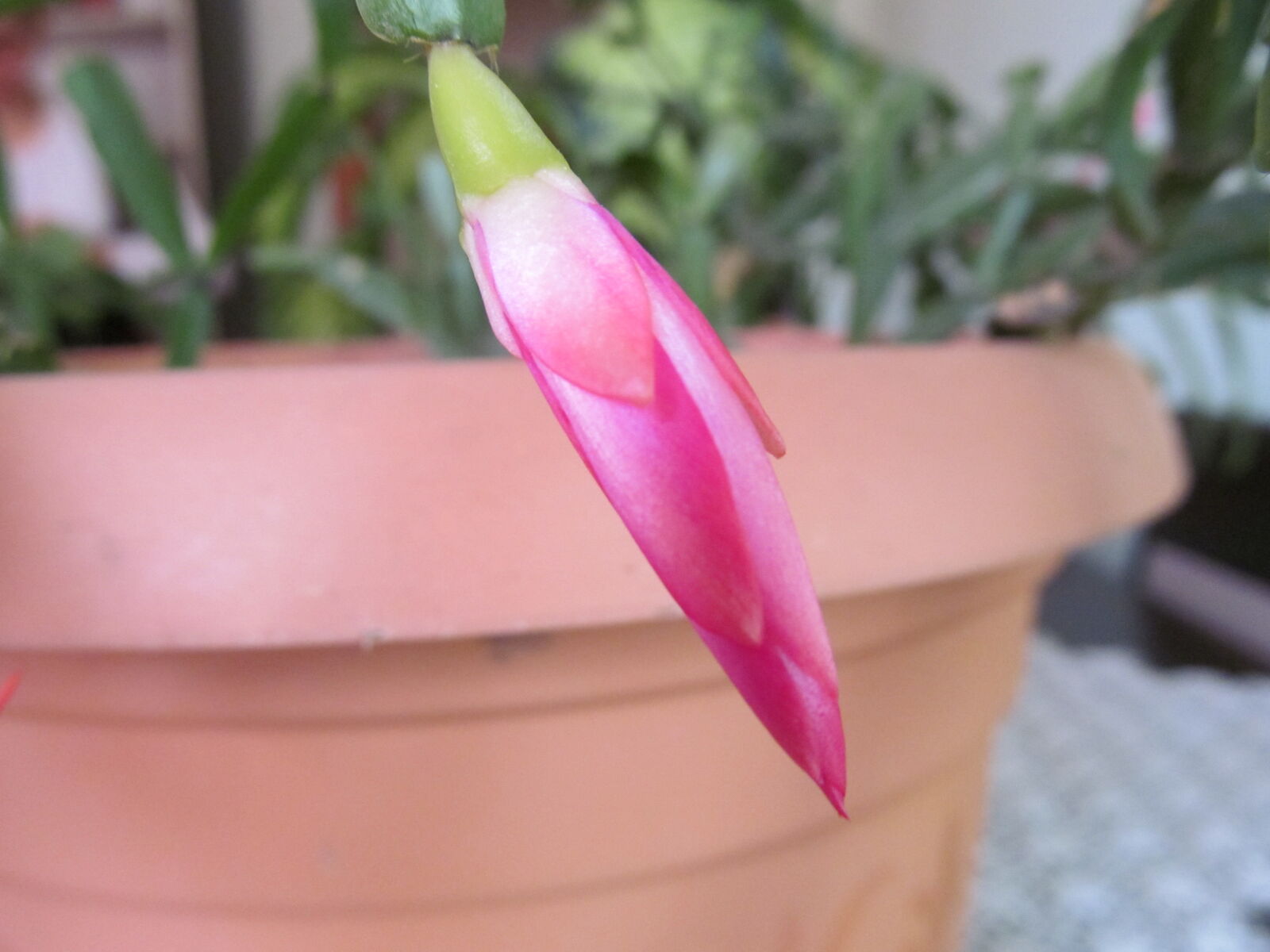 Canon PowerShot SX150 IS sample photo. Flower, macro, nature photography