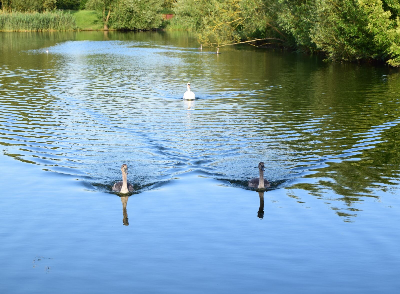 Nikon D3300 sample photo. Lodge lake, milton keynes photography