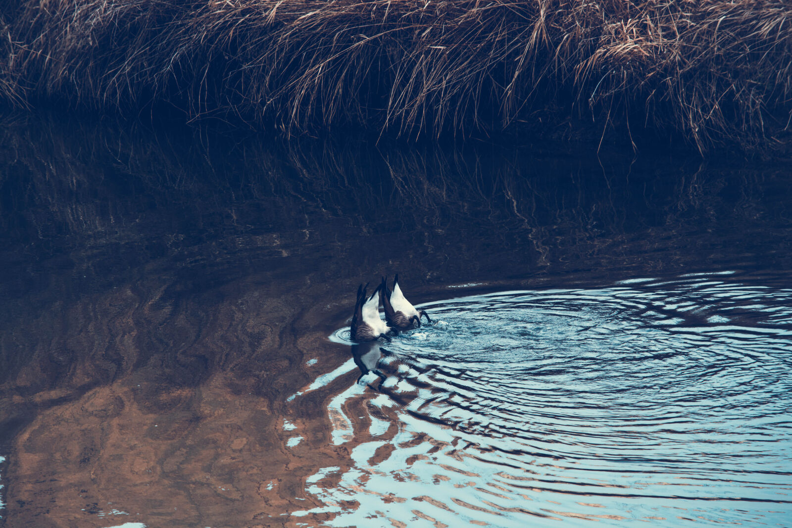 Nikon D5200 sample photo. Beach, bird, cold, ice photography