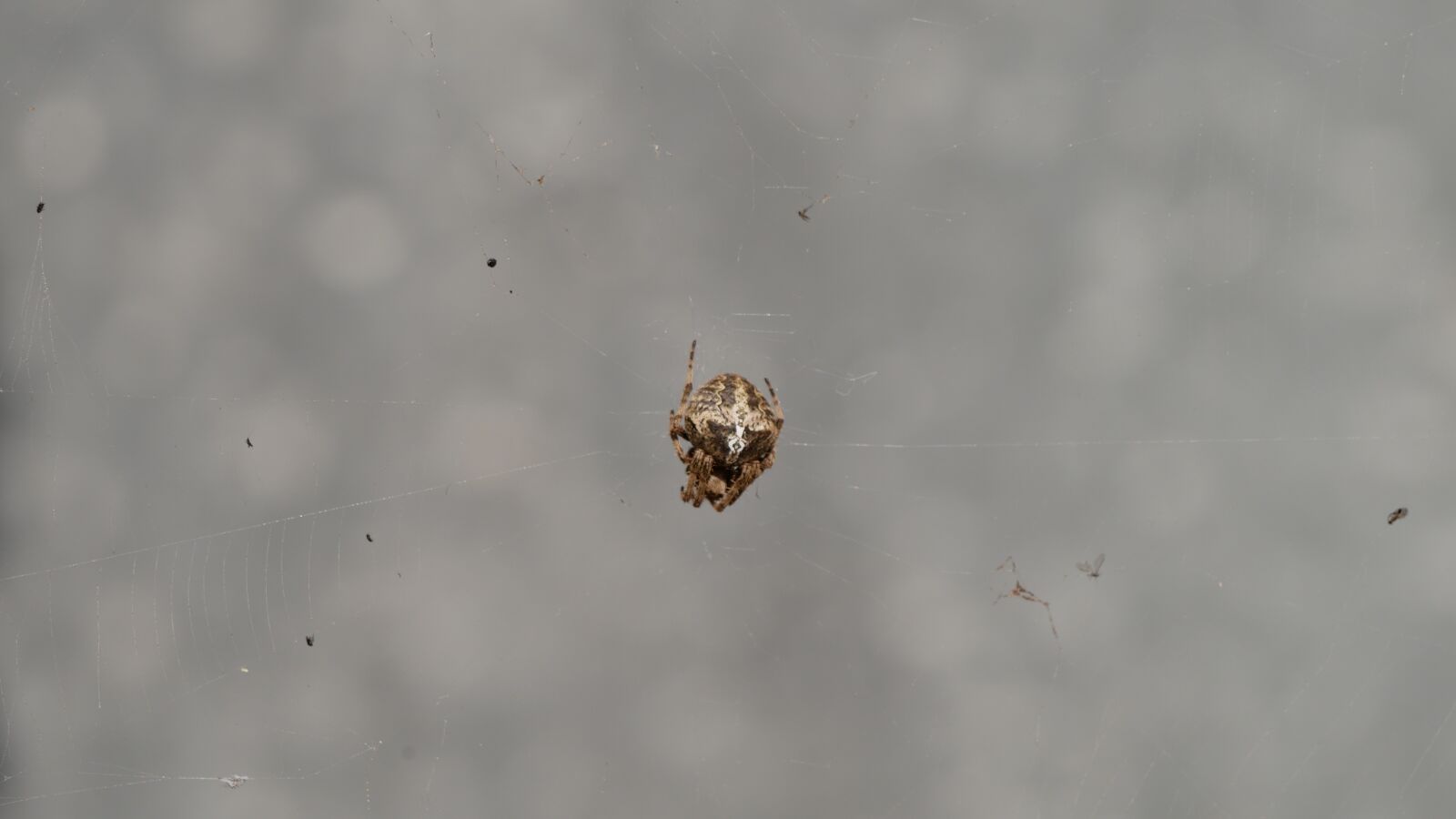 Panasonic Lumix DMC-GX85 (Lumix DMC-GX80 / Lumix DMC-GX7 Mark II) sample photo. Spider, cobweb, araneus photography