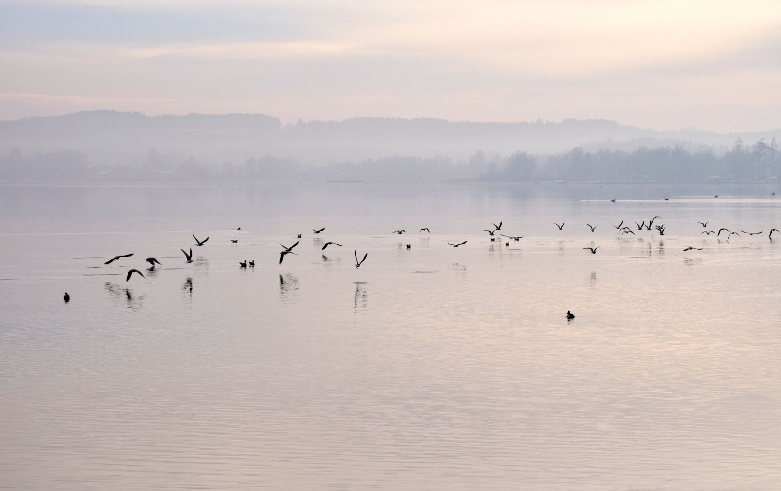 Nikon D3300 sample photo. Lake, fog, gulls photography