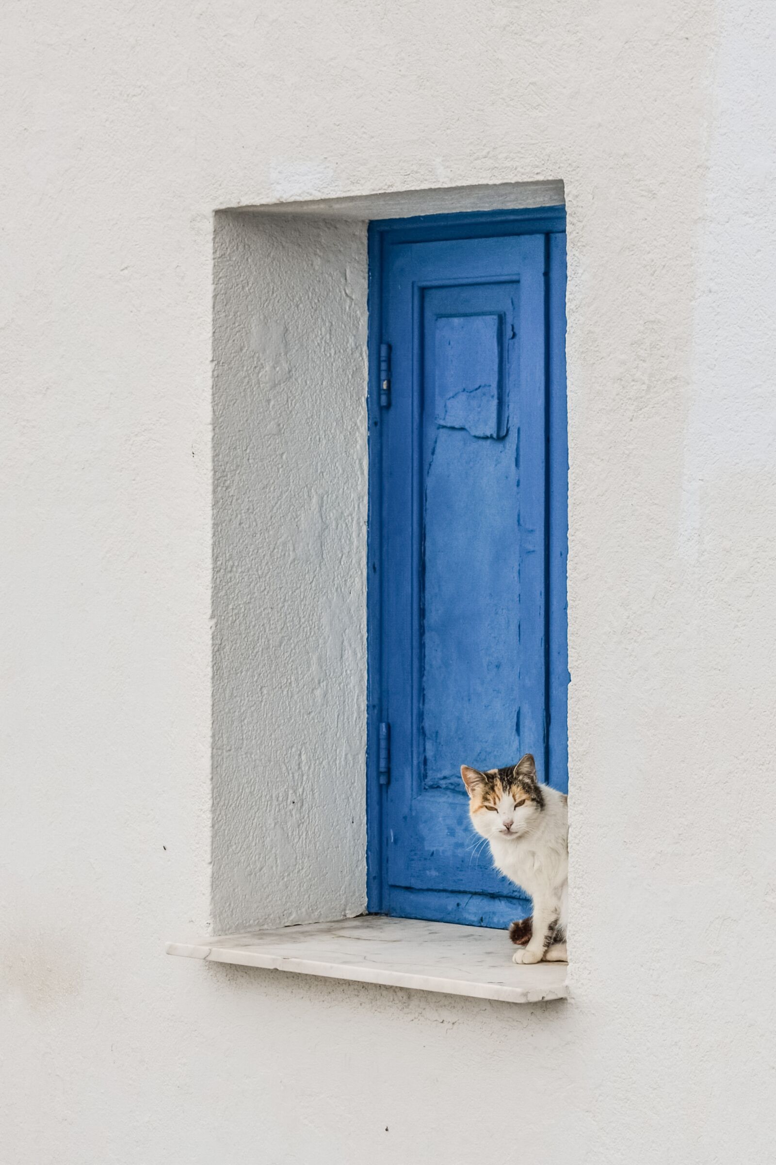 Nikon D3300 sample photo. Spying, cat, cute photography