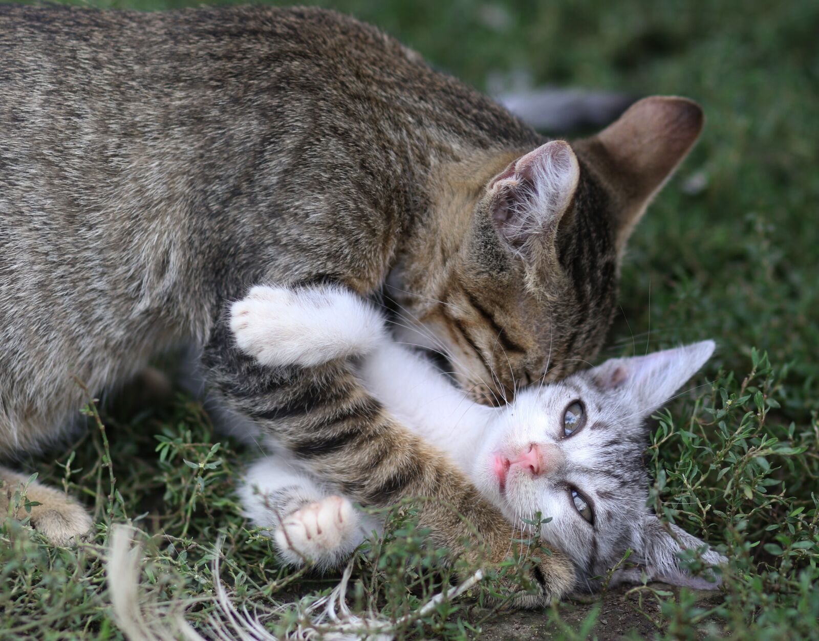 Canon EF 85mm F1.8 USM sample photo. Cat, small, play photography