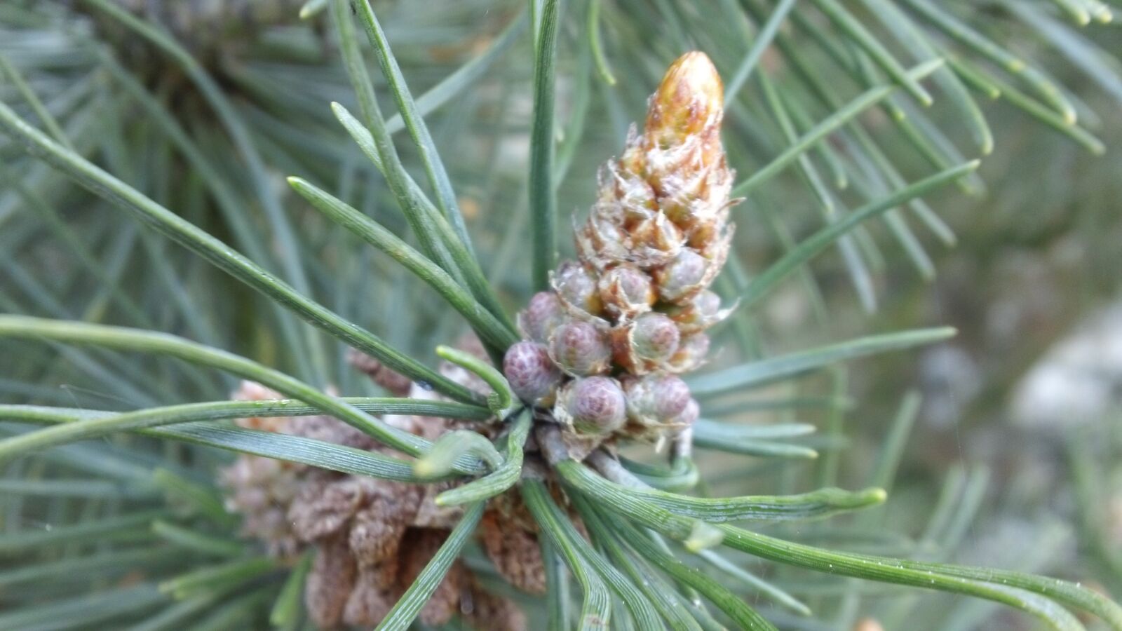 Sony MHS-TS20 sample photo. Pine, coniferous, forest photography