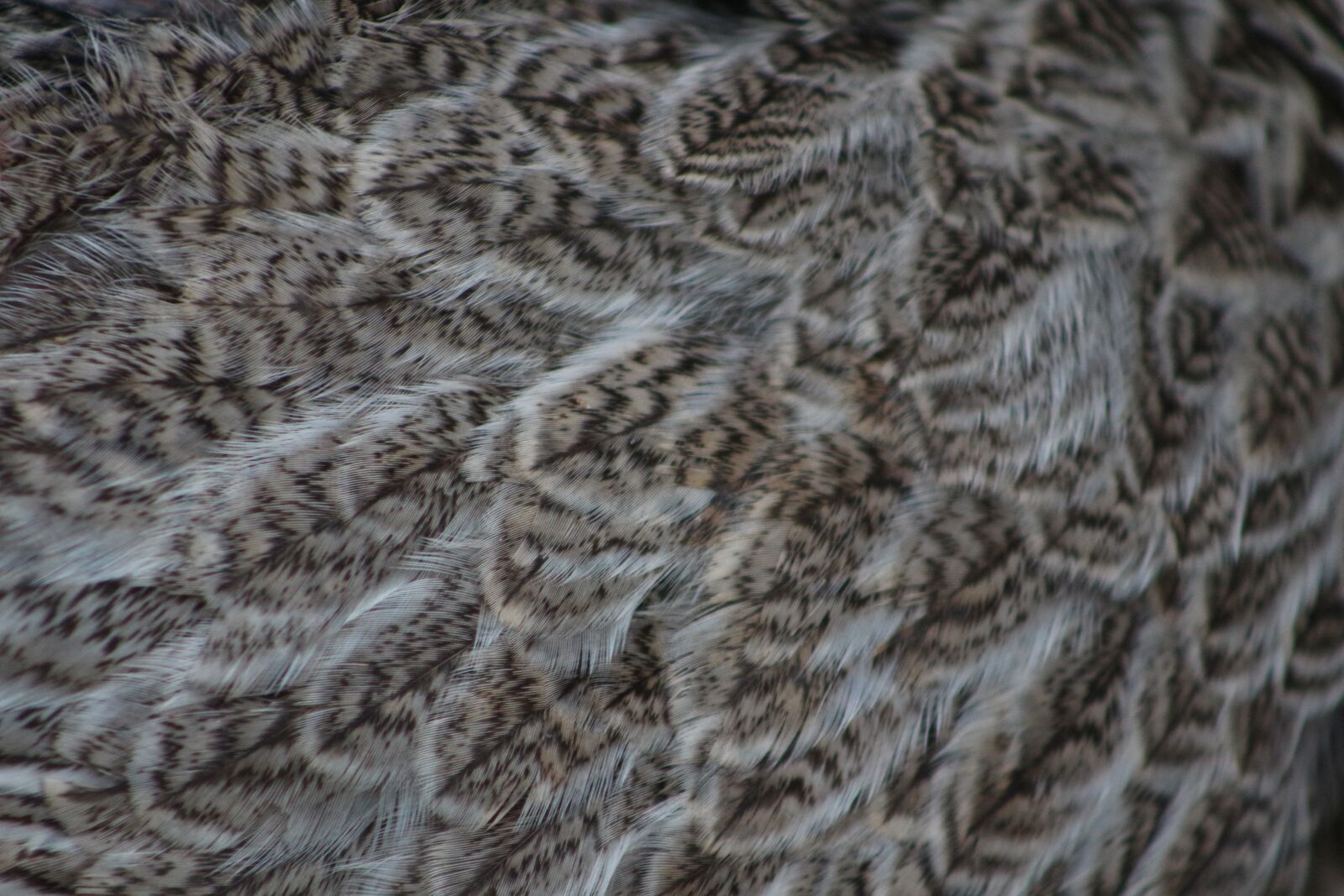 Canon EOS 700D (EOS Rebel T5i / EOS Kiss X7i) sample photo. Springs, texture, close photography