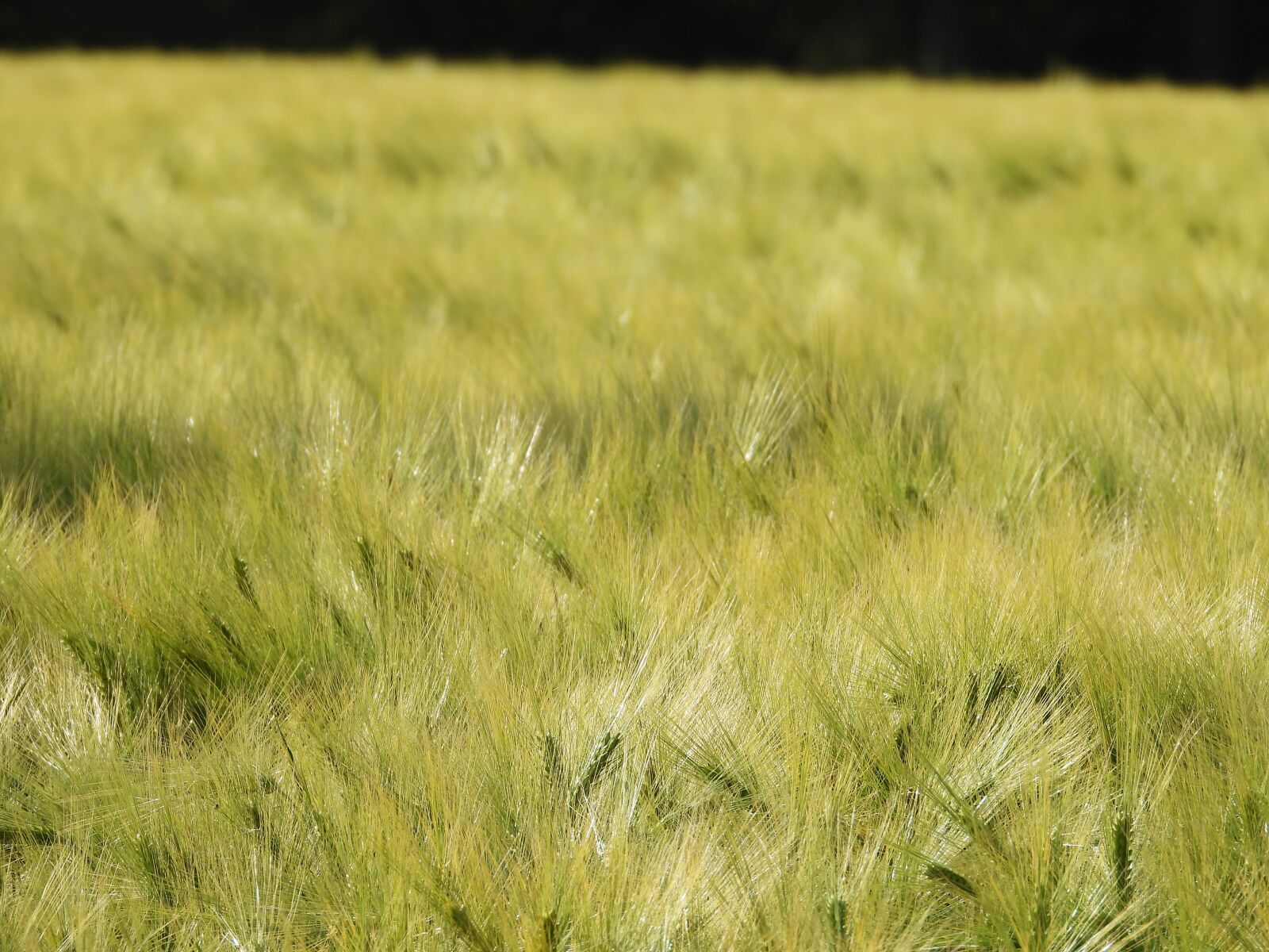 Nikon Coolpix P1000 sample photo. Cornfield, summer, home photography