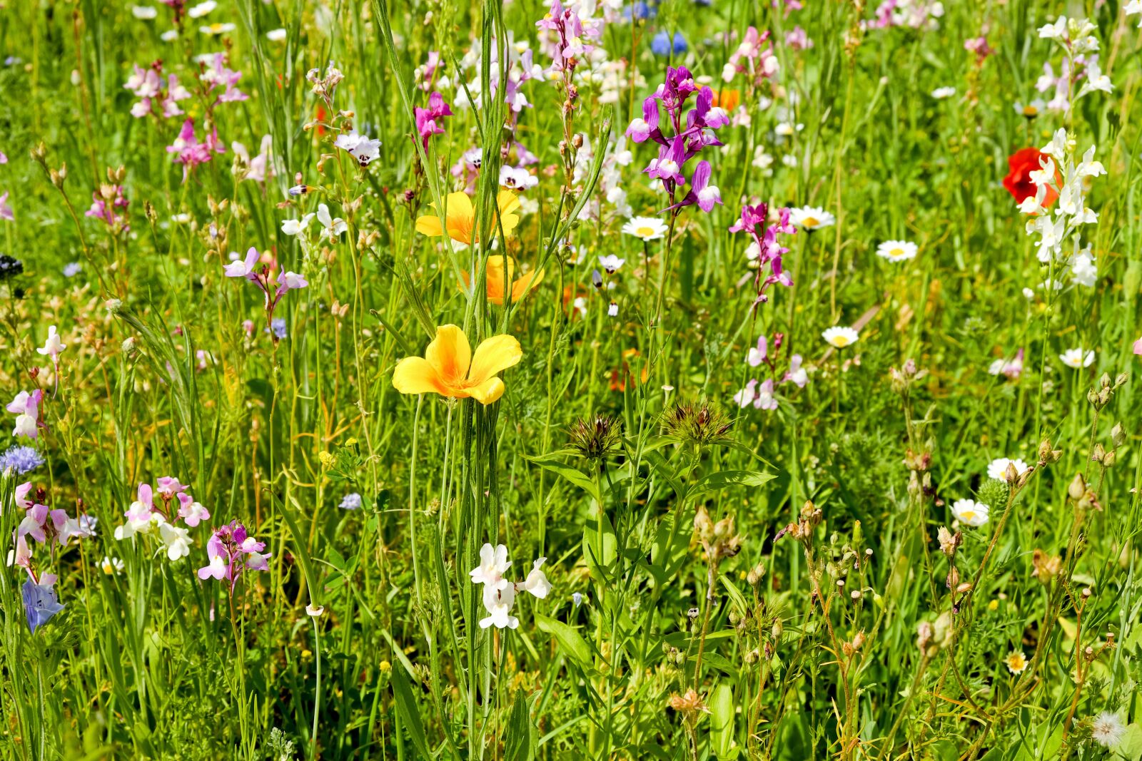 Fujifilm X-T10 sample photo. Flower meadow, wildflowers, meadow photography
