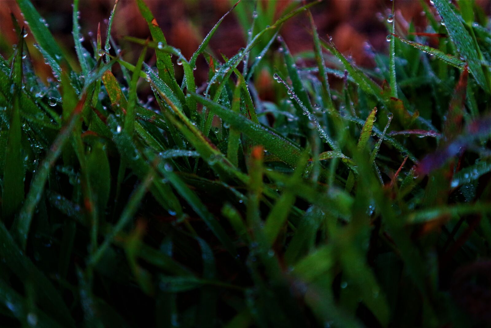 Canon EOS M10 sample photo. Green, dewdrop, dew photography