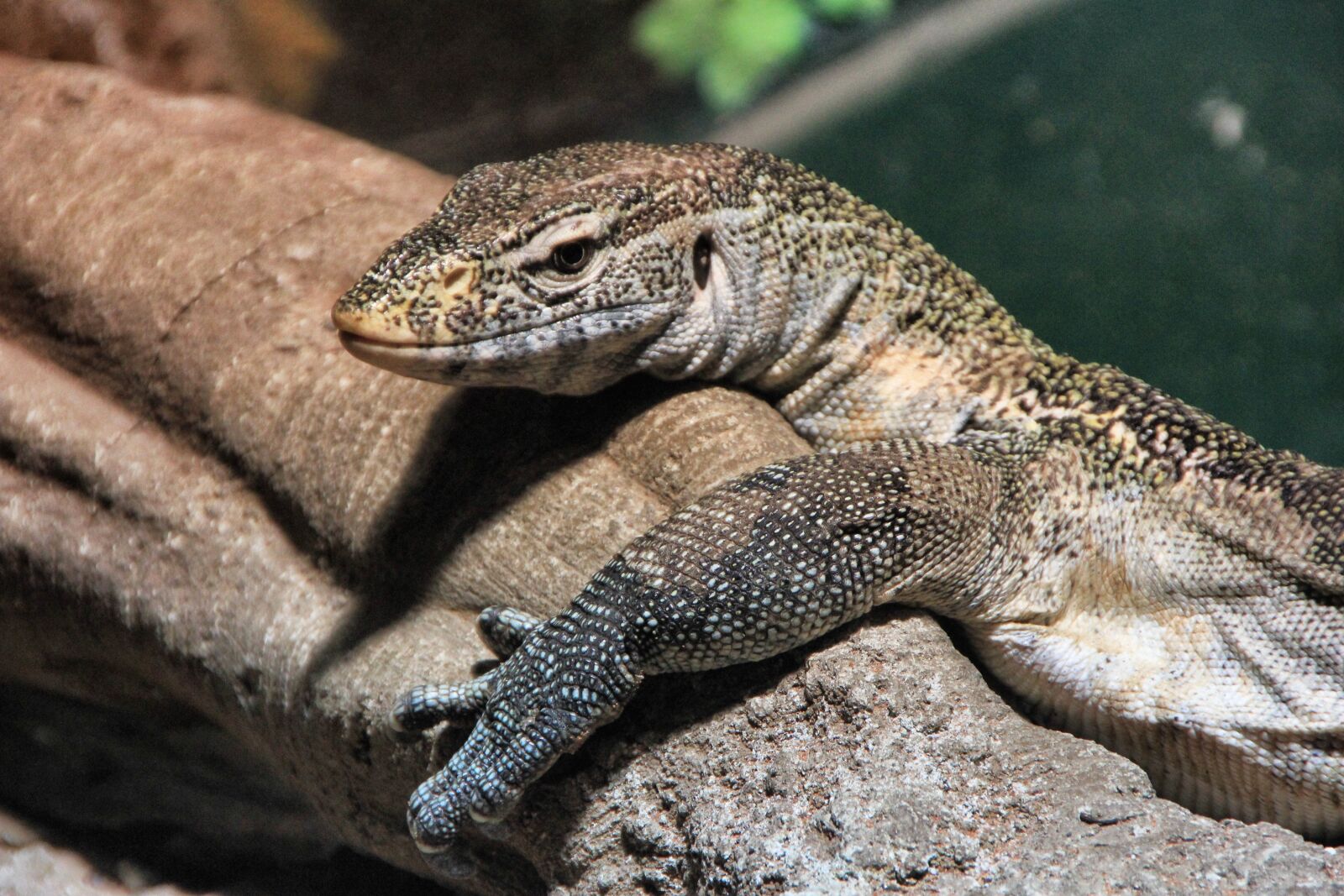 Canon EOS 550D (EOS Rebel T2i / EOS Kiss X4) sample photo. Nature, reptile, lizard photography