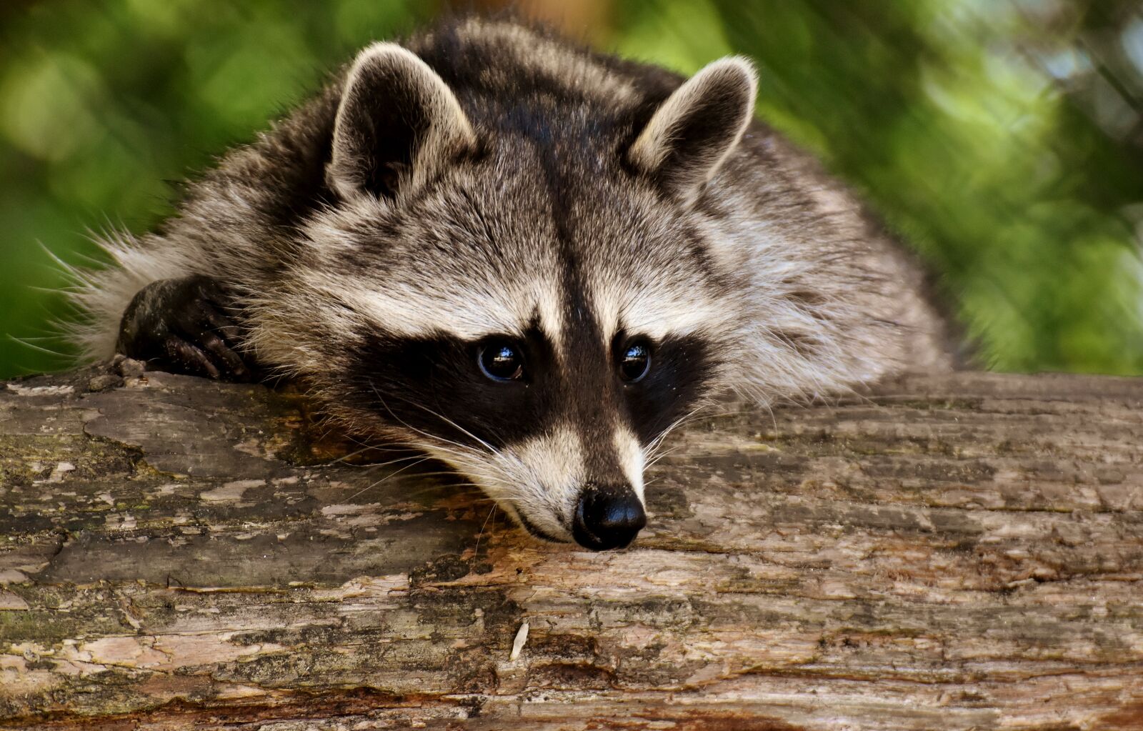 Nikon D7200 sample photo. Raccoon, wild animal, furry photography