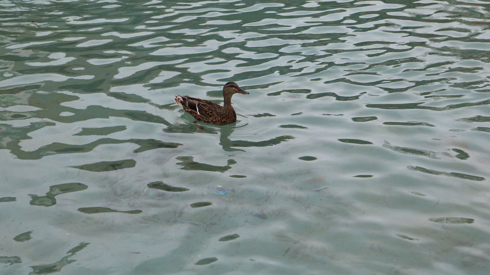 Canon EOS 750D (EOS Rebel T6i / EOS Kiss X8i) sample photo. Duck photography