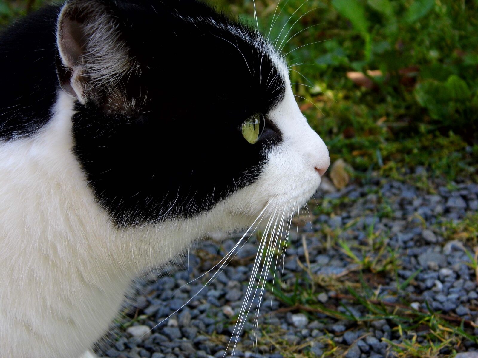 Benq GH600 sample photo. Cat, close up, white photography