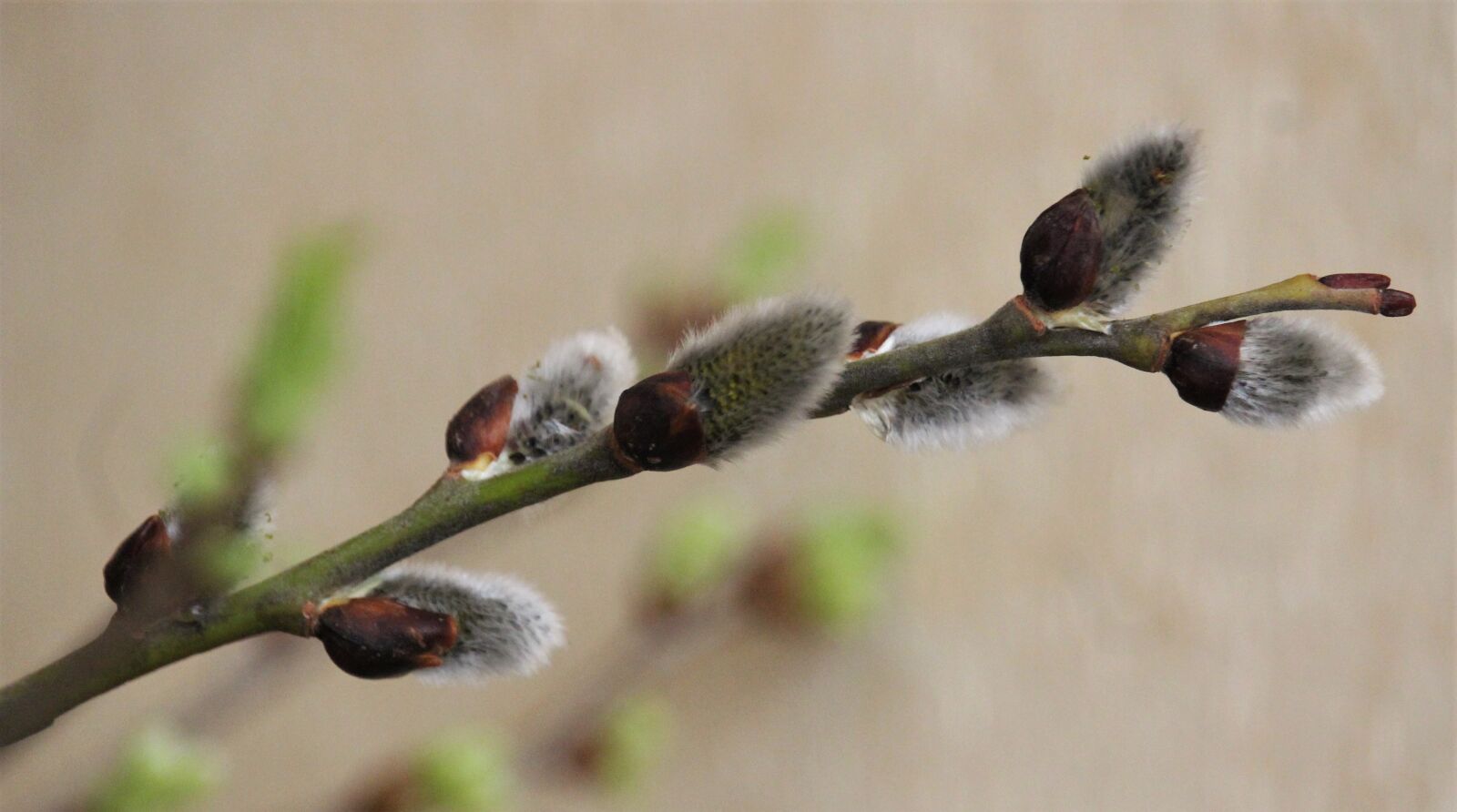 Canon EF-S 55-250mm F4-5.6 IS STM sample photo. Nature, tree, plant photography