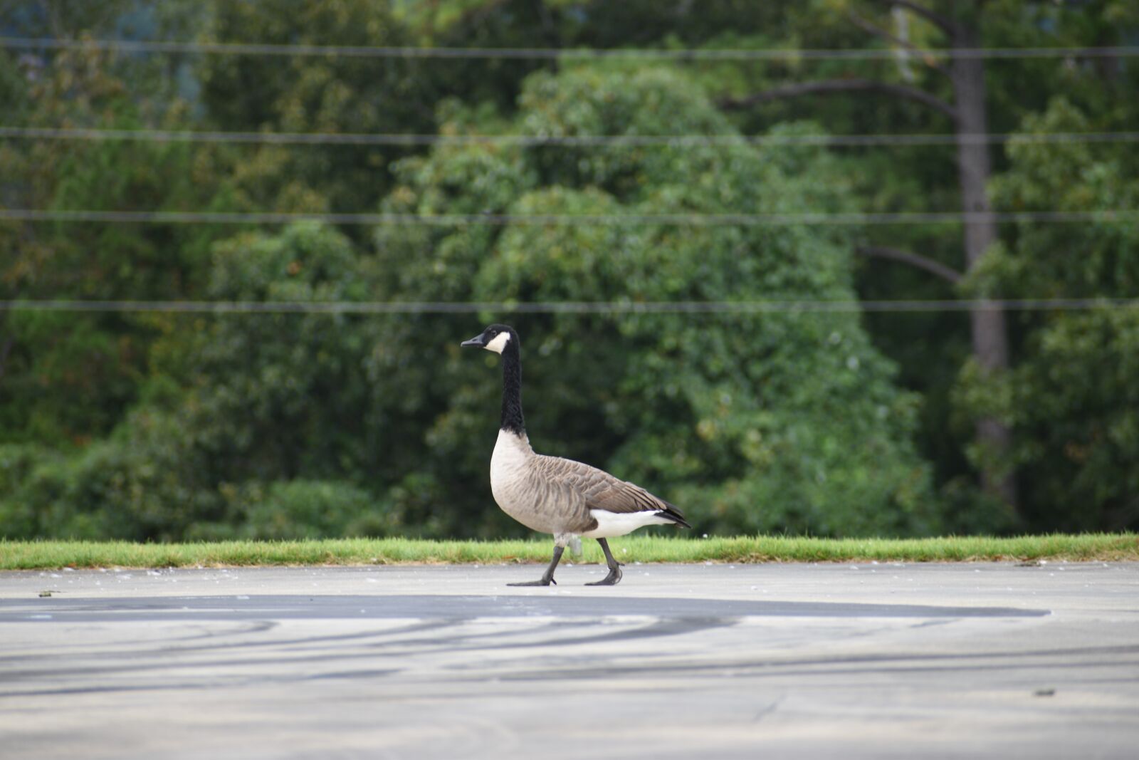 Nikon D3500 sample photo. Goose, bird, animal photography