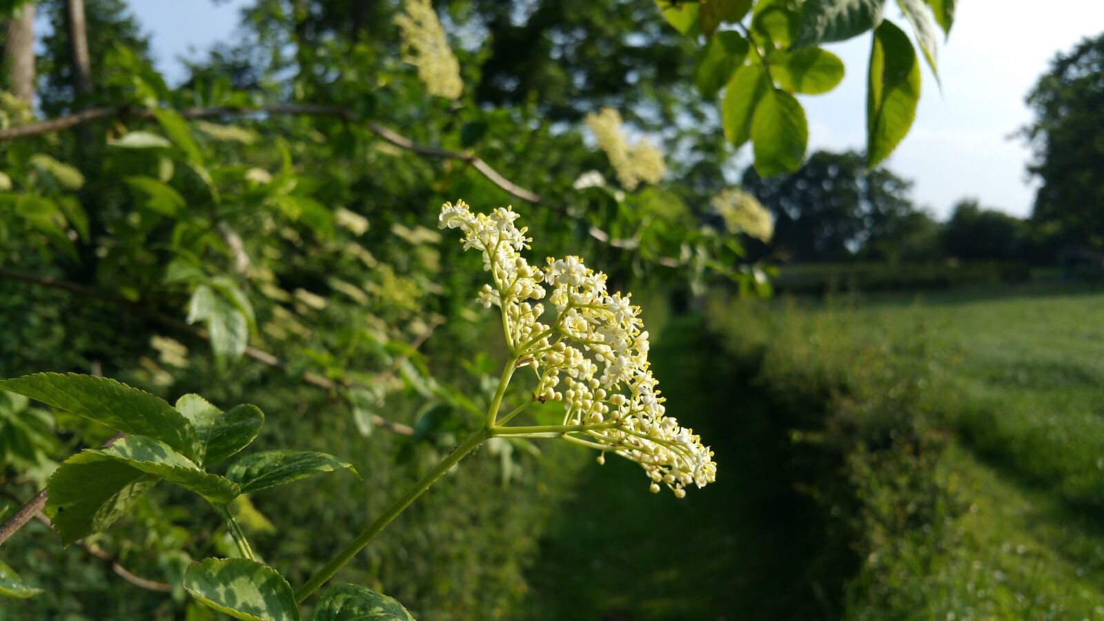 Samsung Galaxy Note4 sample photo. Nature, bloom, flower photography