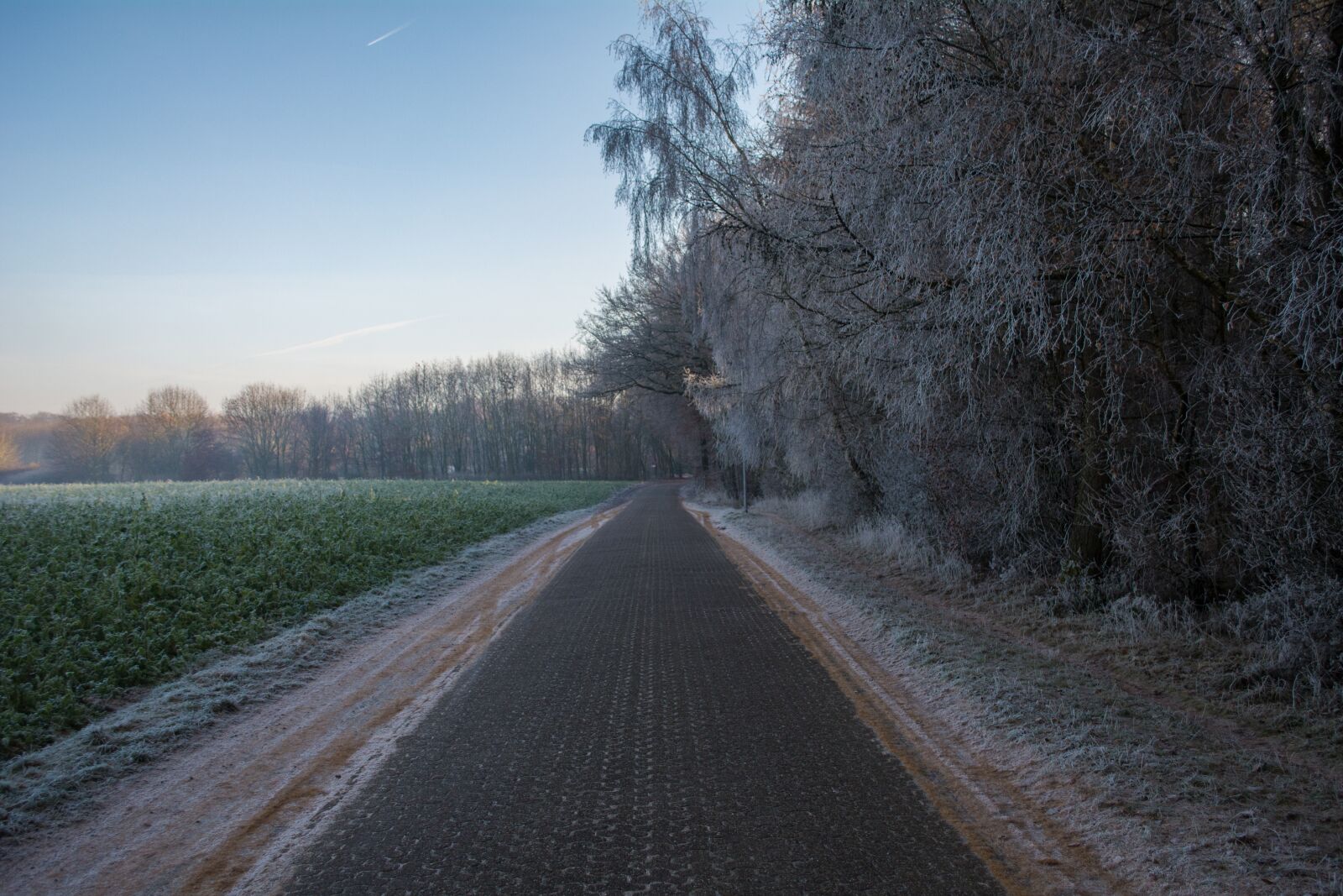 Nikon D5200 sample photo. Path, forest, way photography