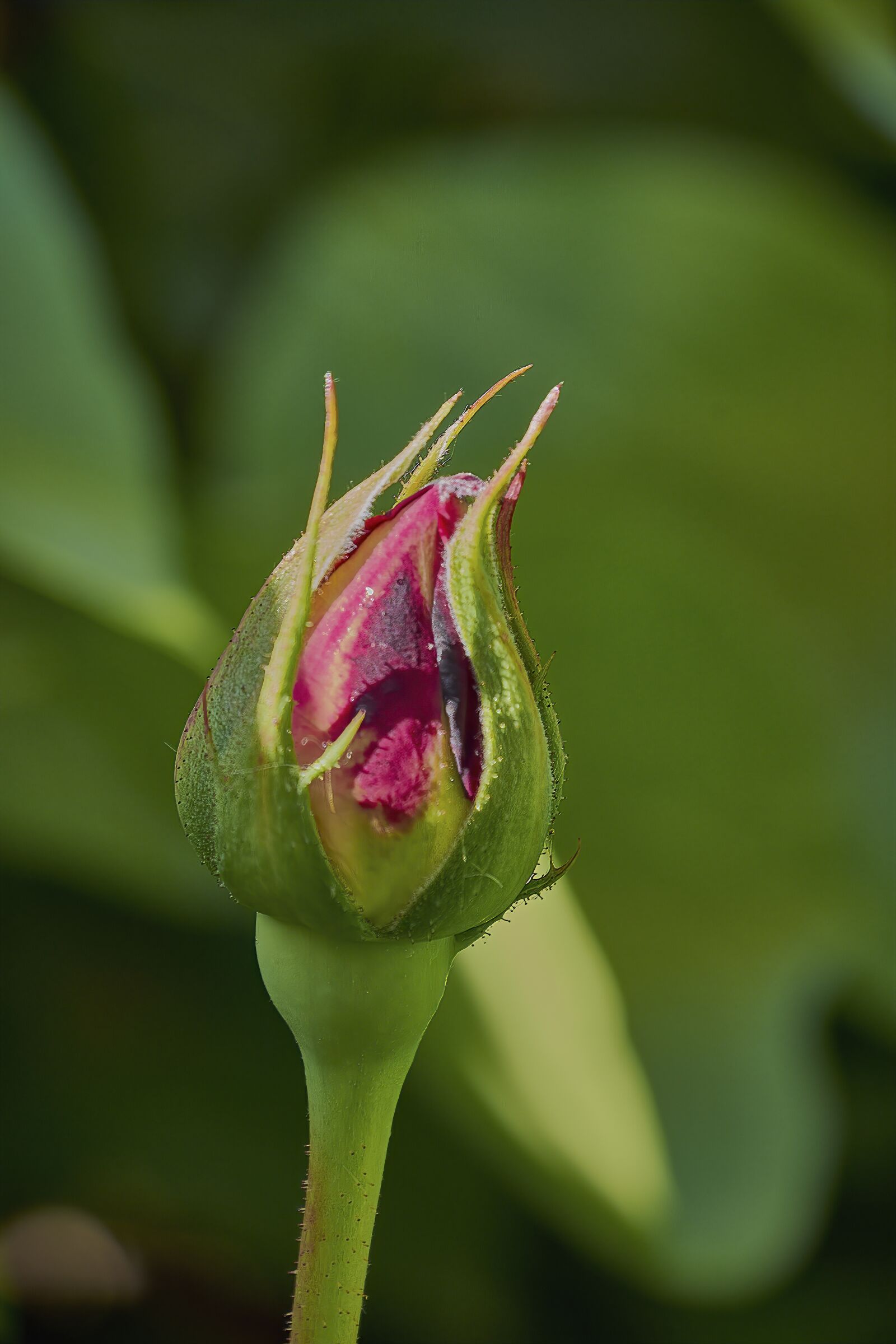 Nikon D7200 sample photo. Cocoon, rosa, red photography