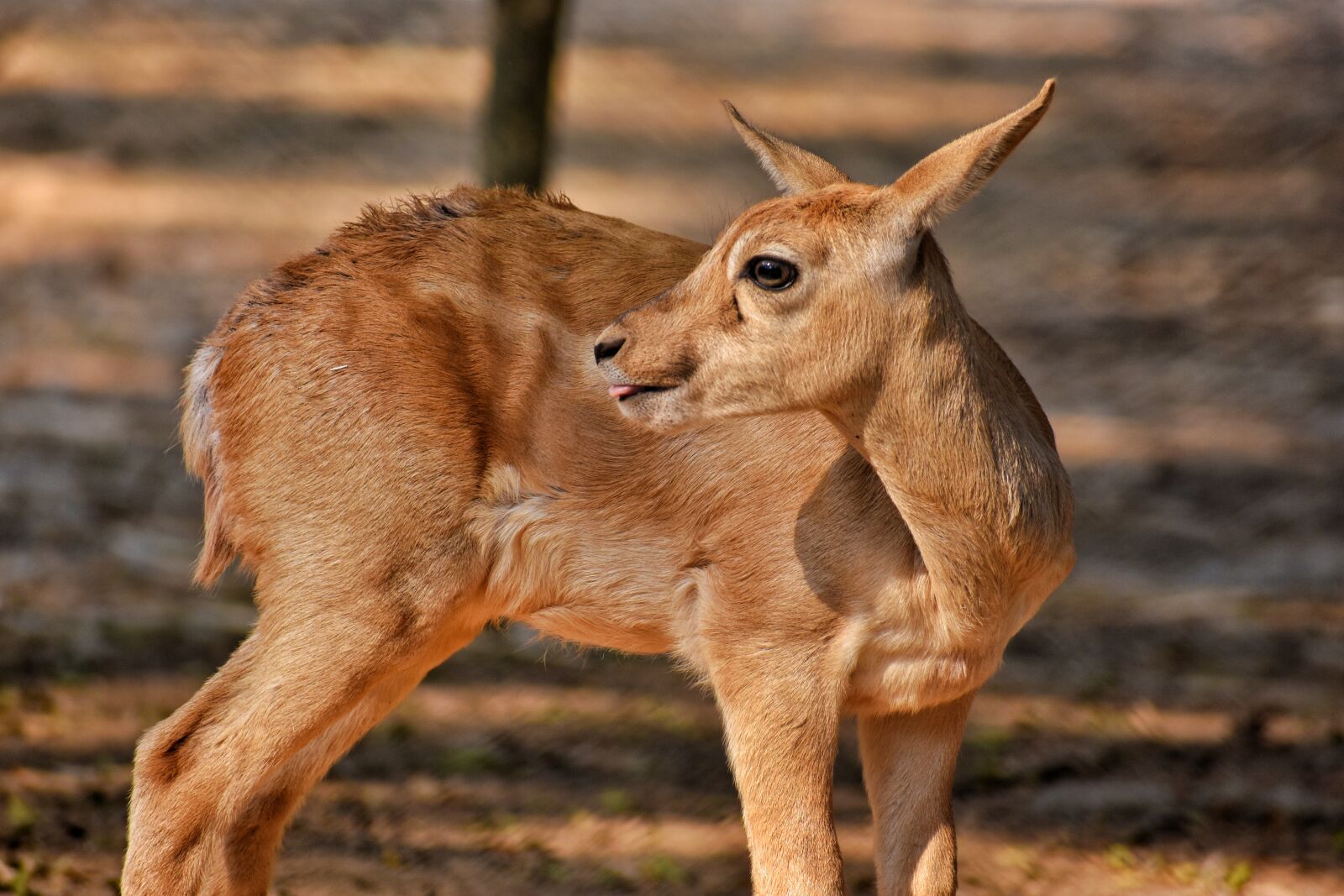 Nikon D7200 sample photo. Mammal, animal, wildlife photography