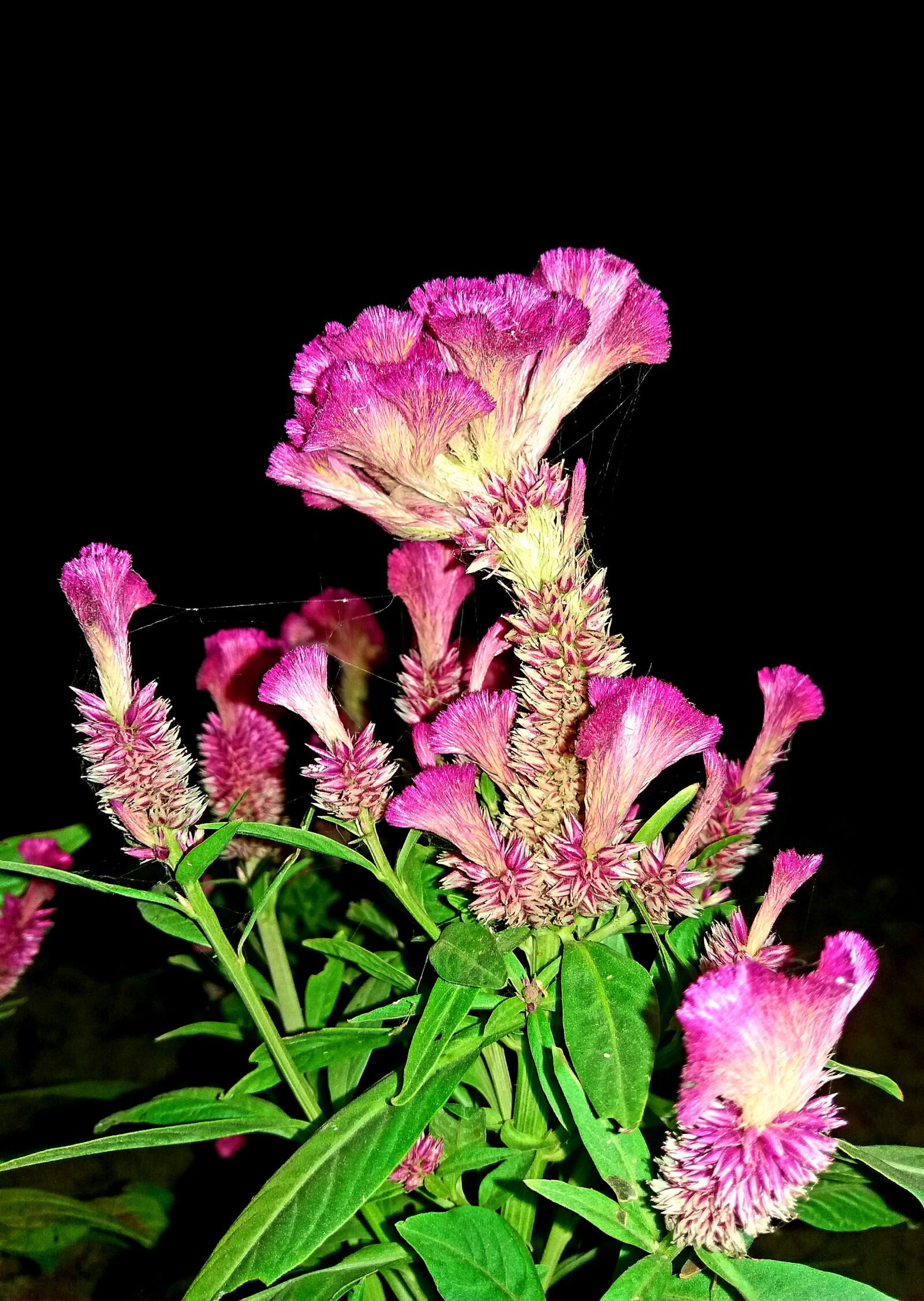 Samsung Galaxy J5 sample photo. Flowers, pink, green photography