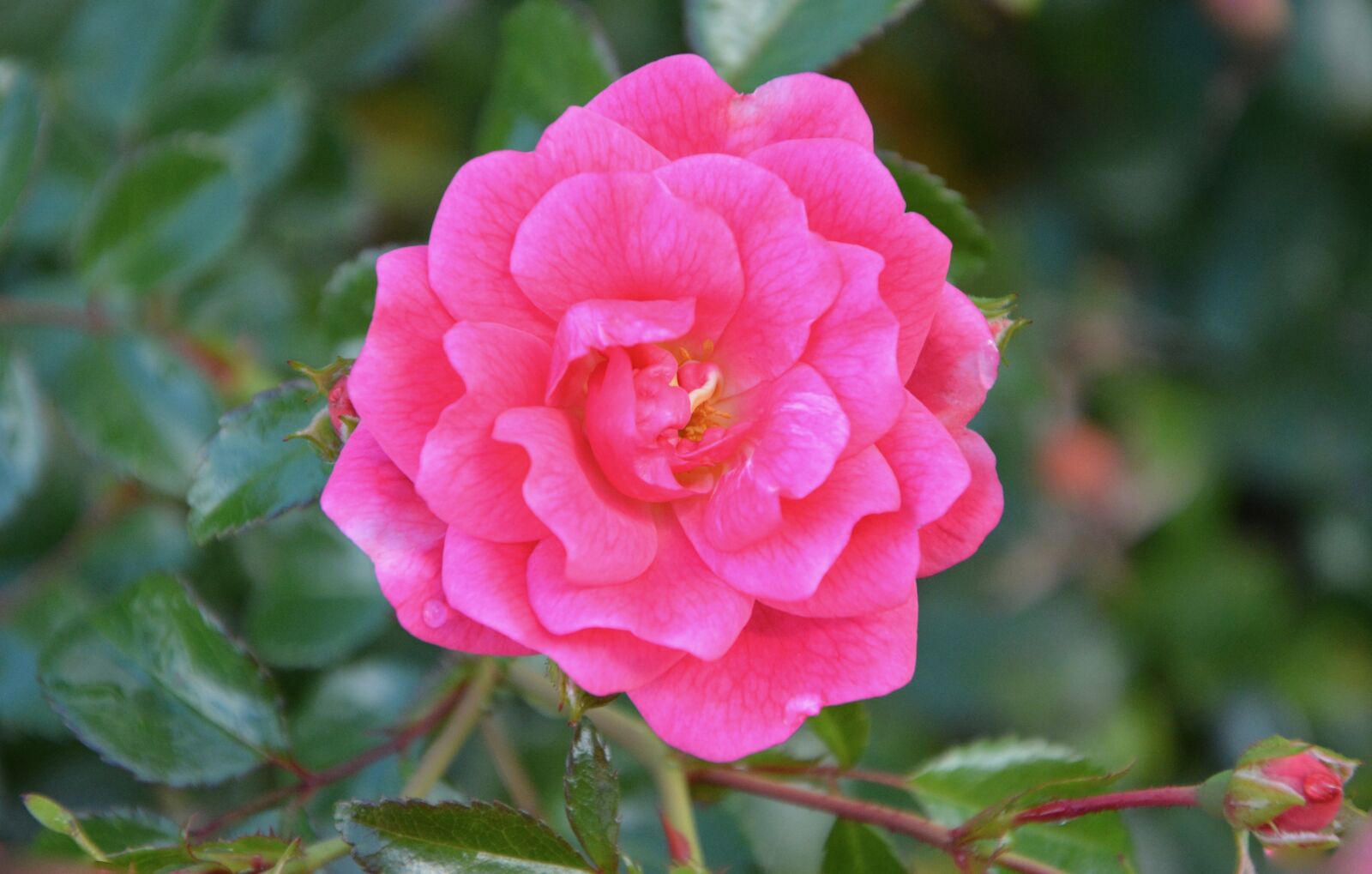 Nikon D5200 sample photo. Pink, rosebush, thorns photography