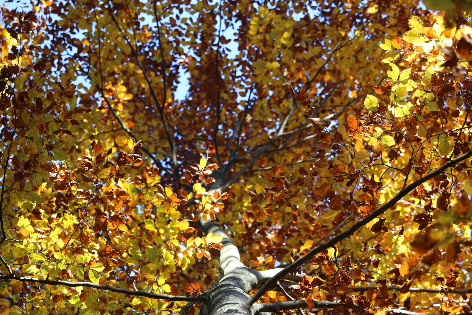Canon EOS 700D (EOS Rebel T5i / EOS Kiss X7i) sample photo. Tree, leaves, yellow photography
