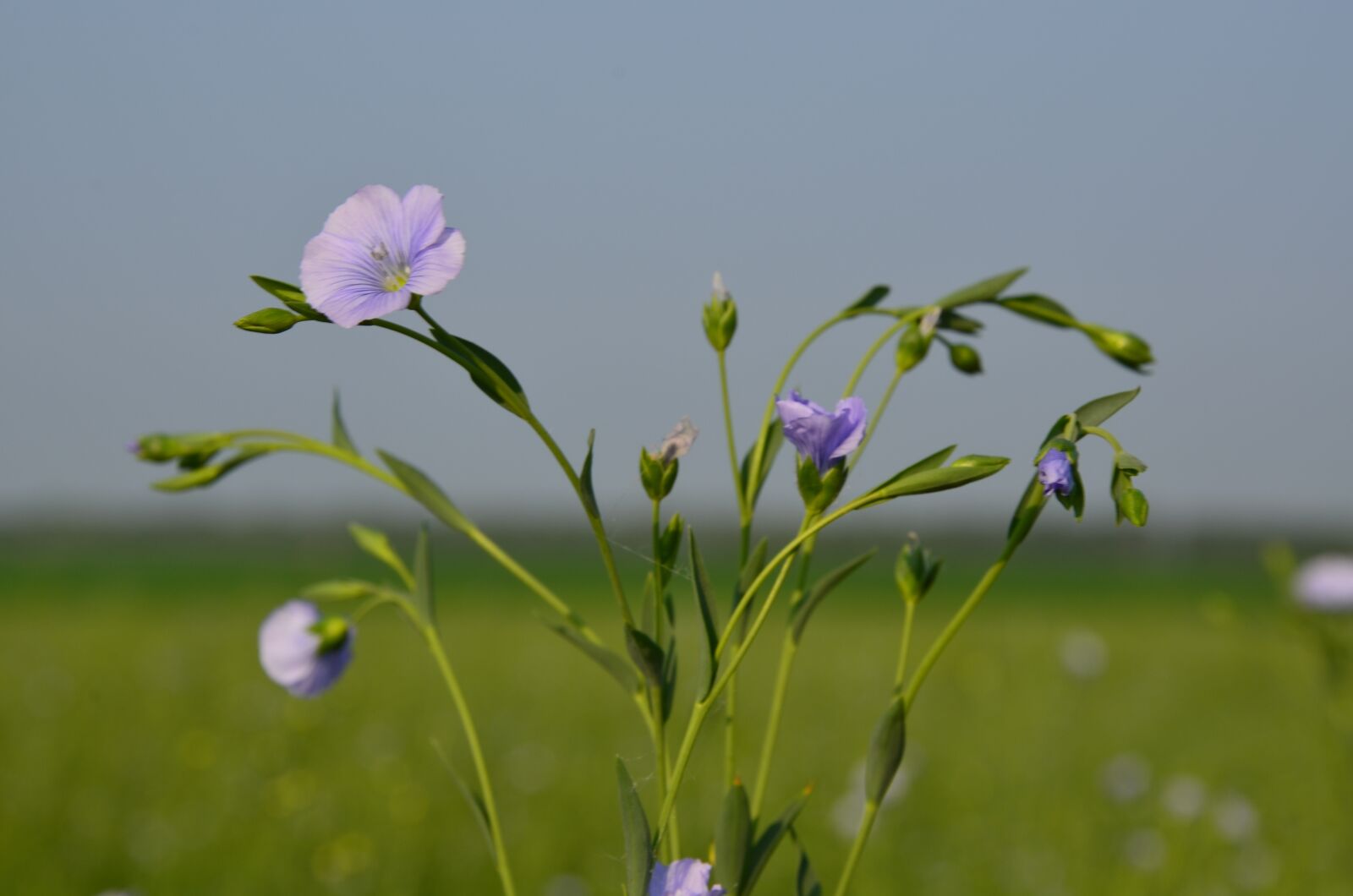 Nikon D7000 sample photo. Flax flowers close-up, small photography