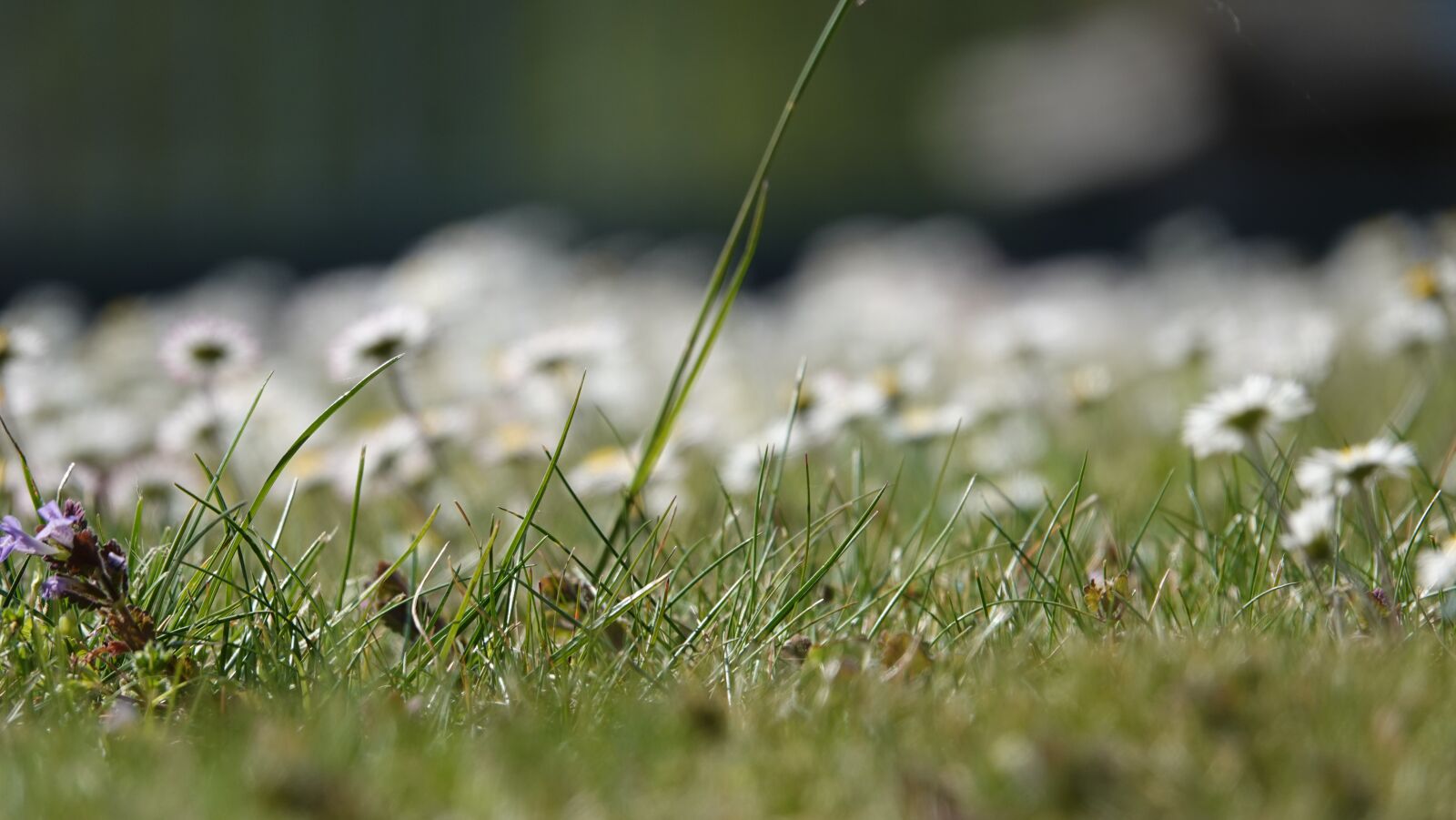 Sony Cyber-shot DSC-RX10 IV sample photo. Meadow, grass, spring photography