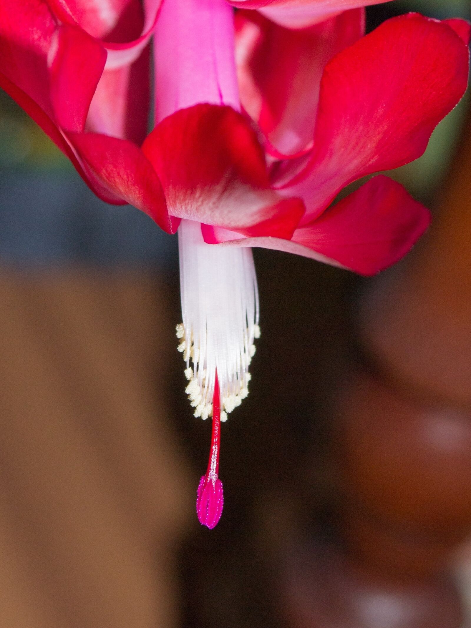 Nikon D3100 sample photo. Christmas cactus, flower, flowering photography