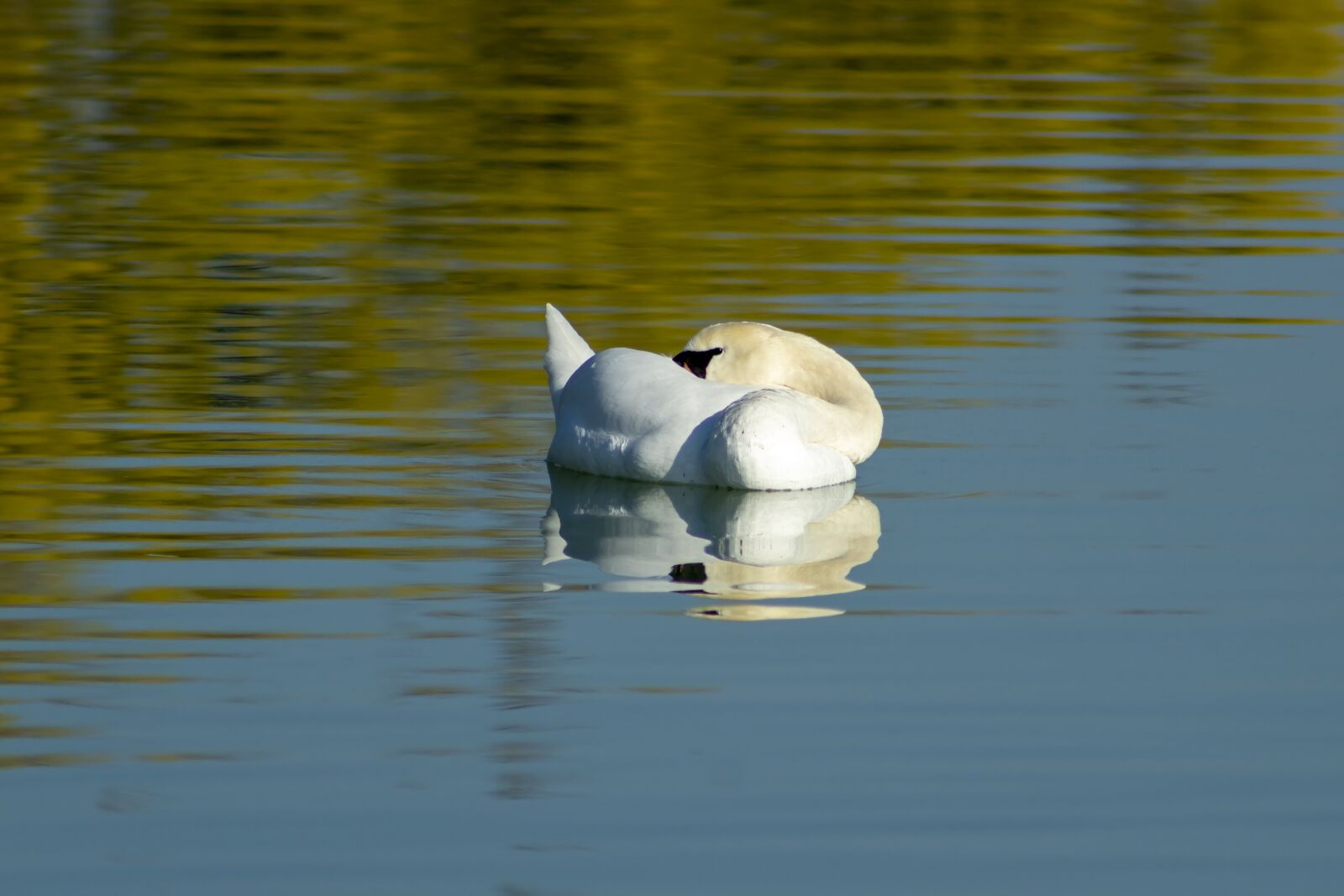 Canon EOS 1300D (EOS Rebel T6 / EOS Kiss X80) sample photo. Swan, bird, swim photography