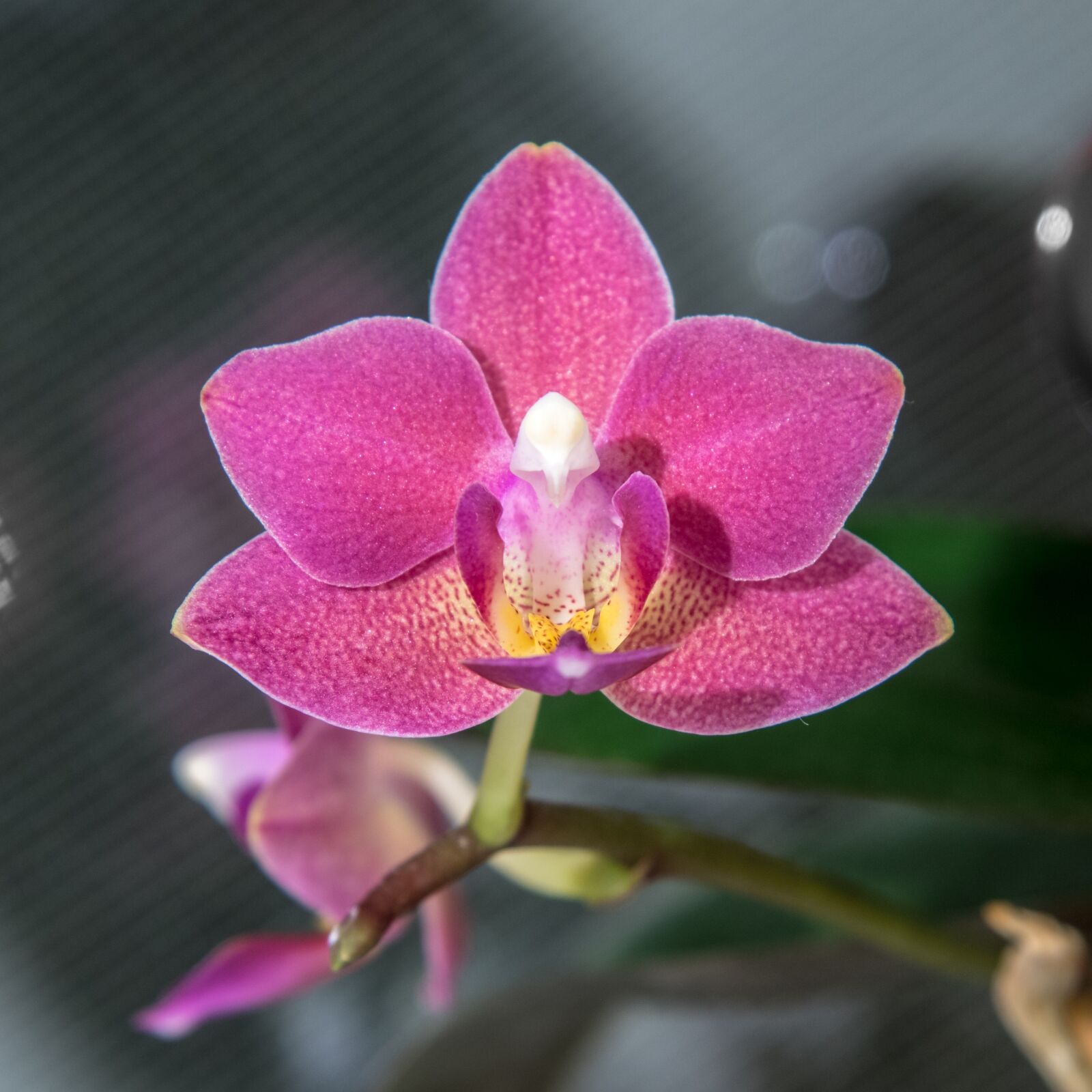 Nikon D850 sample photo. Phalaenopsis, orchid, flower photography