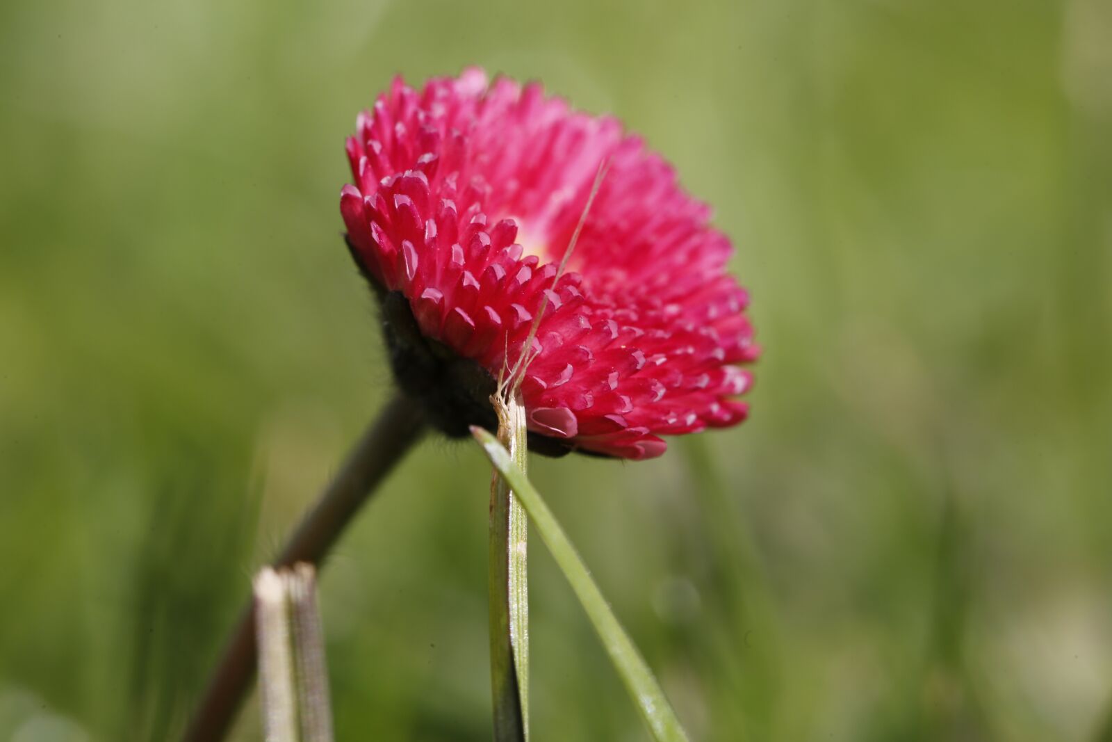 Canon EF 100mm F2.8L Macro IS USM sample photo. Spring, sprout, engine photography