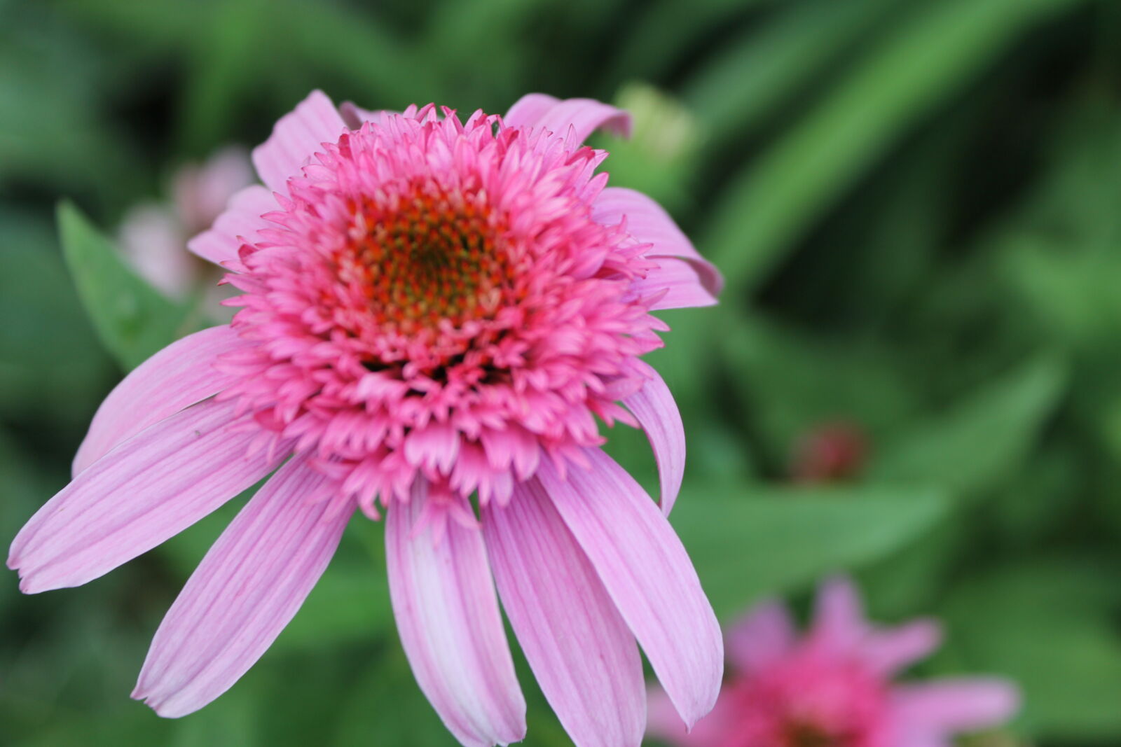 Canon EOS 1100D (EOS Rebel T3 / EOS Kiss X50) sample photo. Alive, bloom, blooming, blossom photography