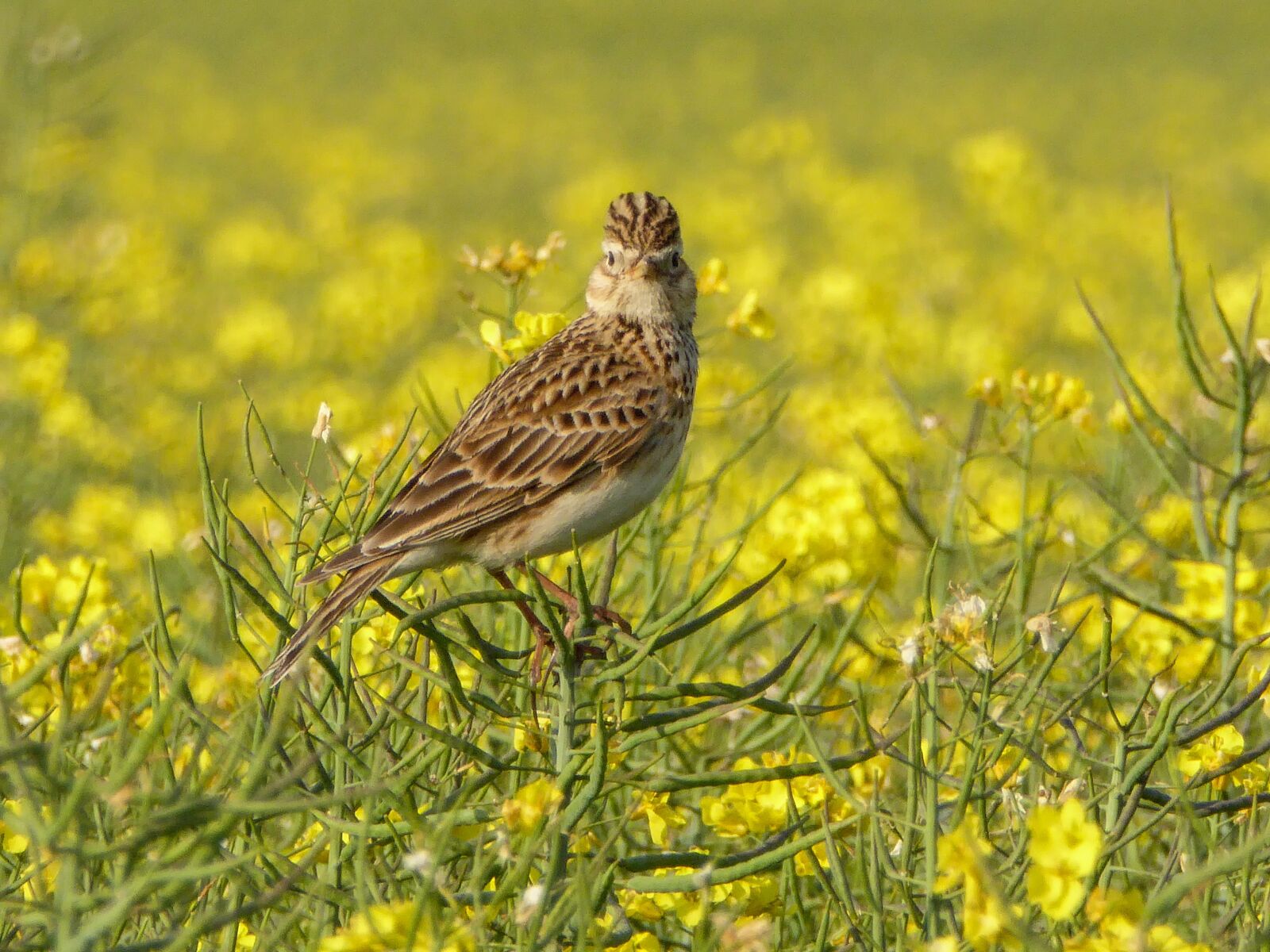 Panasonic Lumix DMC-ZS40 (Lumix DMC-TZ60) sample photo. Skylark, lark, fauna photography