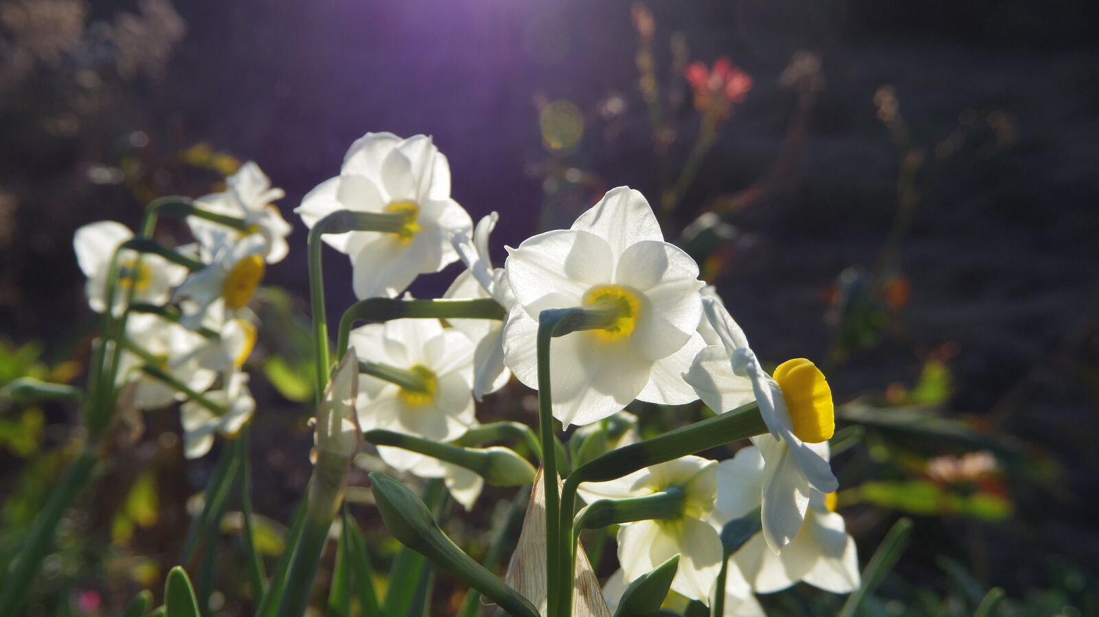 Pentax Q10 sample photo. Flower photography