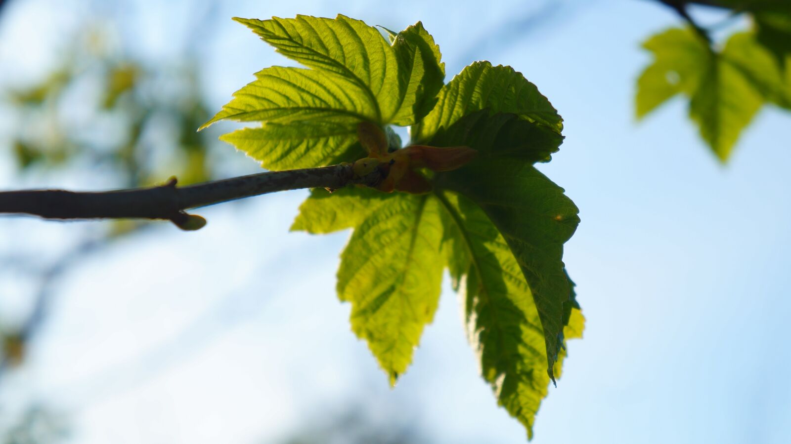 Sony Alpha a3000 sample photo. Nature, plants, sprig photography