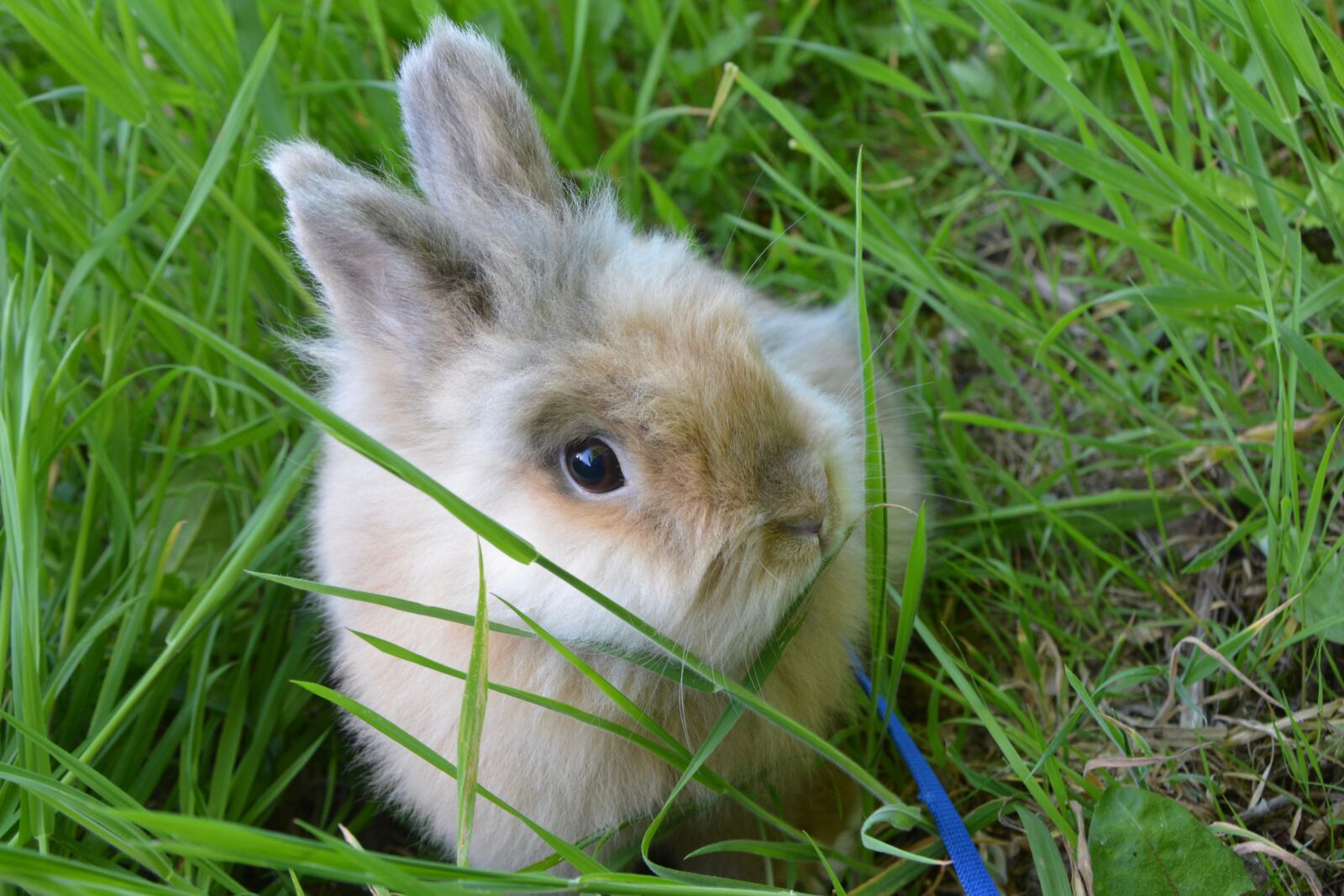 Nikon D5200 sample photo. Dwarf rabbit, rabbit lion photography