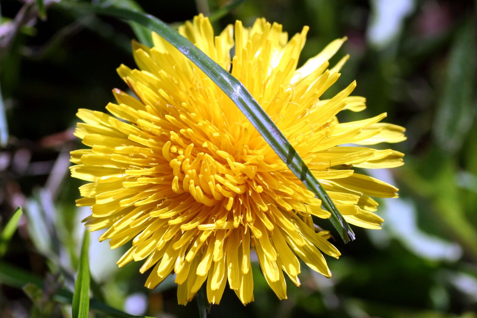 Canon EOS 350D (EOS Digital Rebel XT / EOS Kiss Digital N) sample photo. Dandelion, flower, grass photography