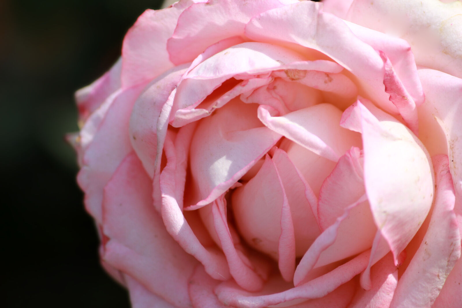 Canon EOS 600D (Rebel EOS T3i / EOS Kiss X5) sample photo. Beautiful, flowers photography