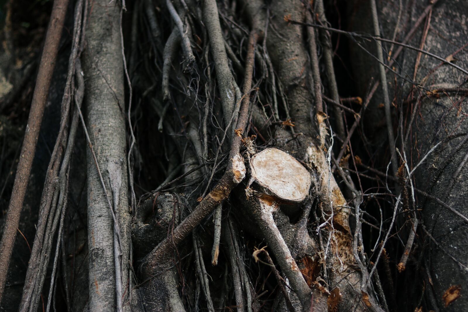 Canon EOS 80D + Canon EF 50mm F1.8 STM sample photo. Trees, root, landscape photography