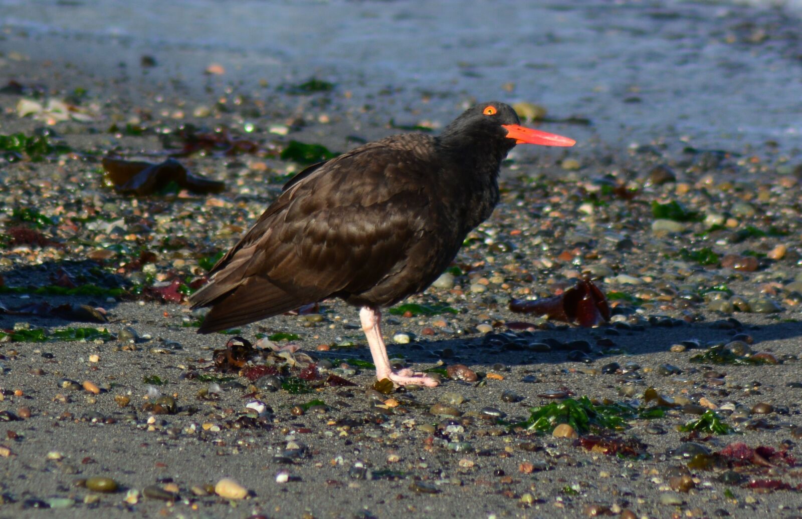 Nikon D7100 sample photo. Oyster catcher, bird, nature photography