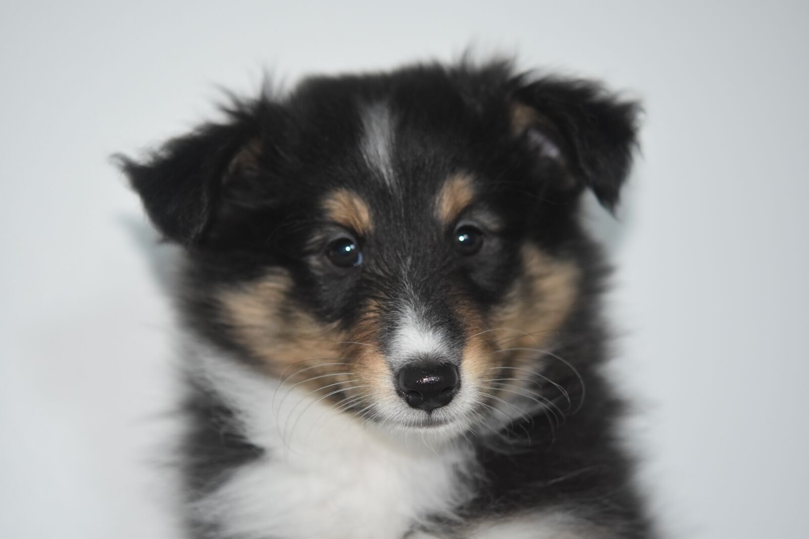 Nikon D5600 sample photo. Dog, dog shetland sheepdog photography
