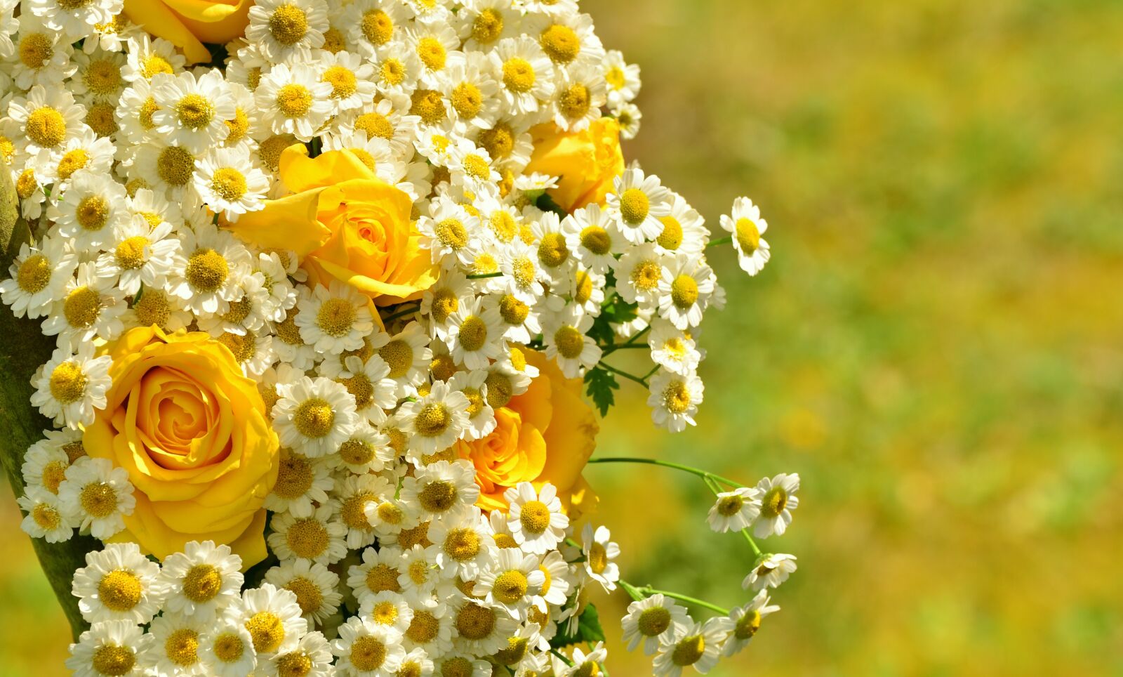 Nikon D5100 sample photo. Bouquet, roses, yellow roses photography
