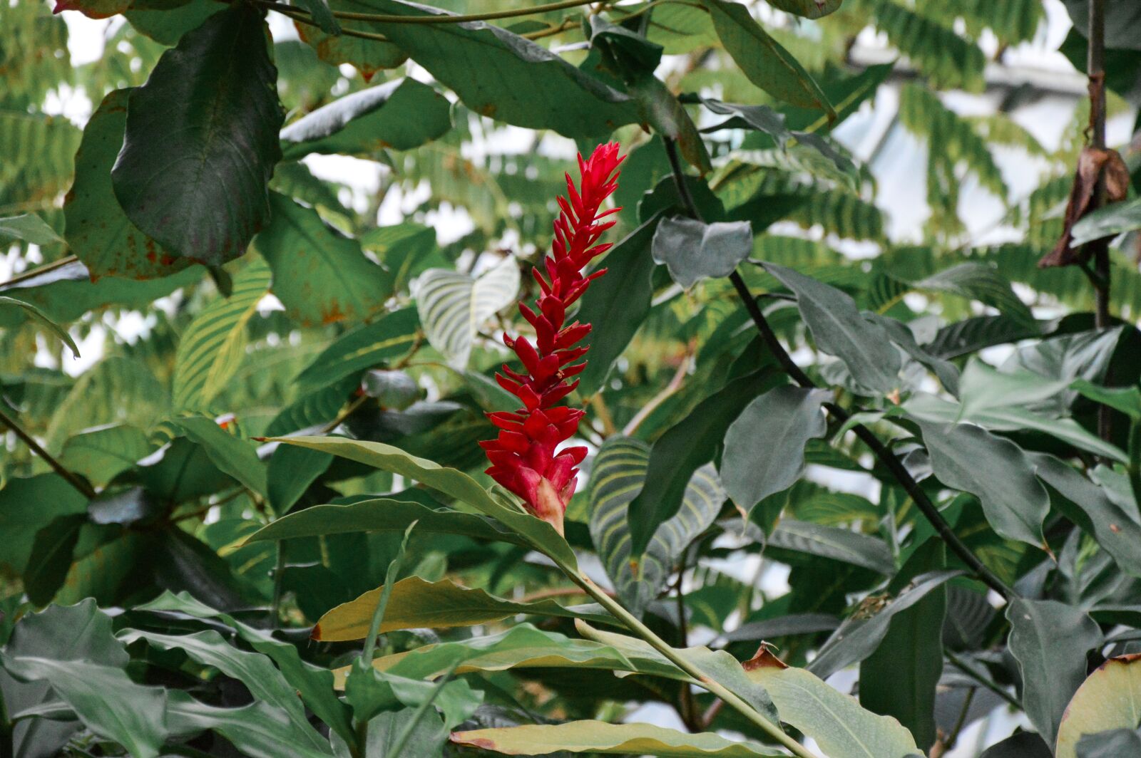 Nikon D3200 sample photo. Tropical flower, red, exotic photography